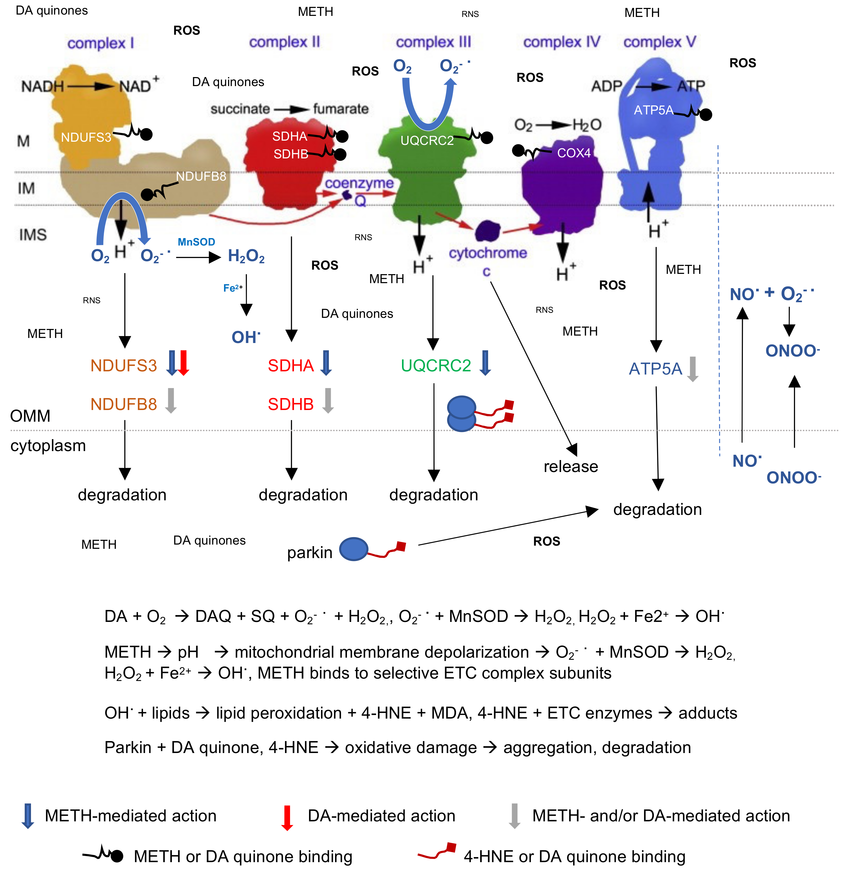 Ijms 23 00363 g009 Ijms 23 00363 g009