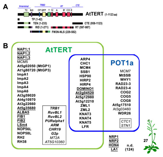IJMS | Free Full-Text | Telomerase Interaction Partners&ndash;Insight from  Plants | HTML