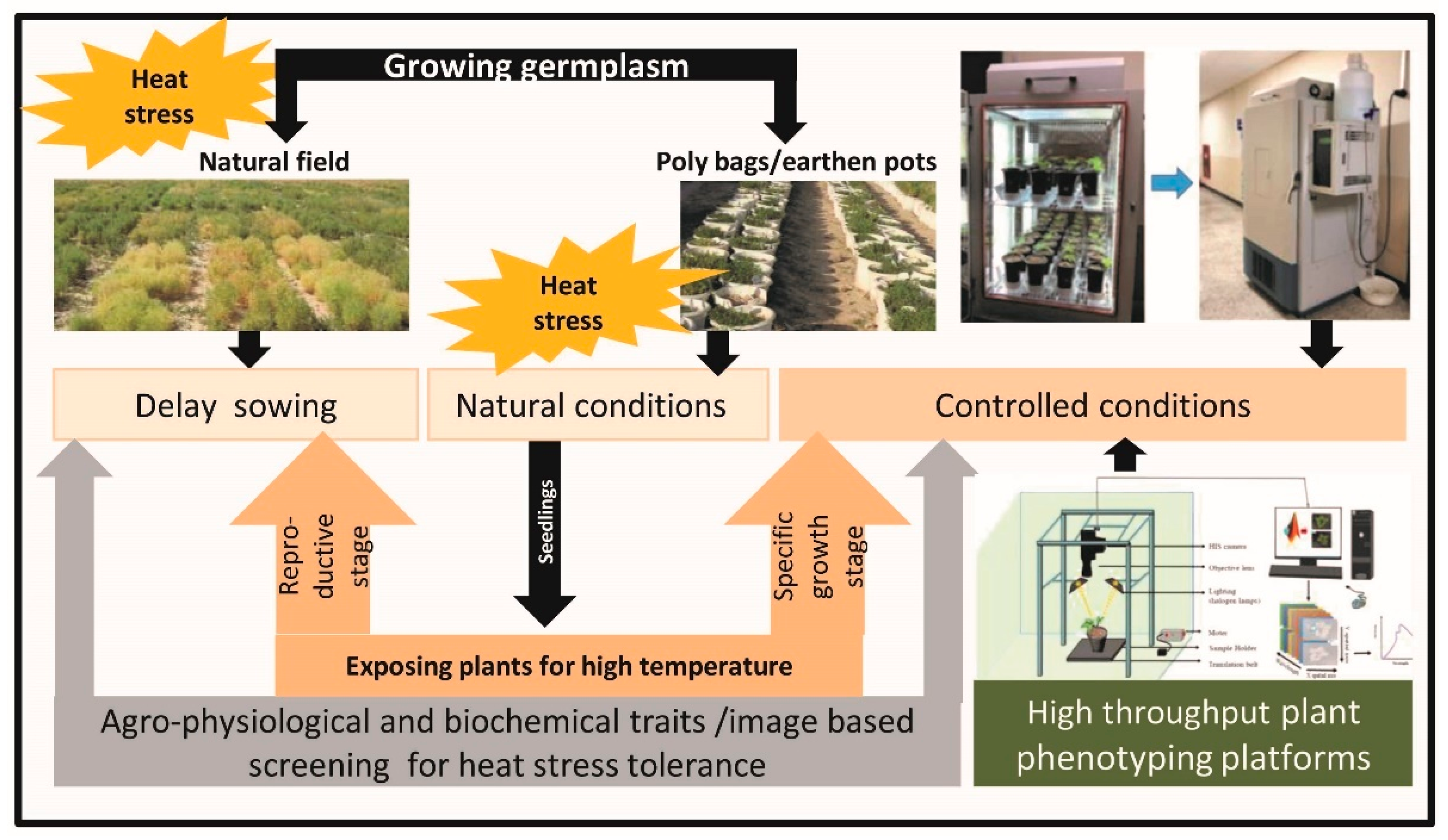 IJMS | Free Full-Text | Genomics Associated Interventions for Heat Stress  Tolerance in Cool Season Adapted Grain Legumes