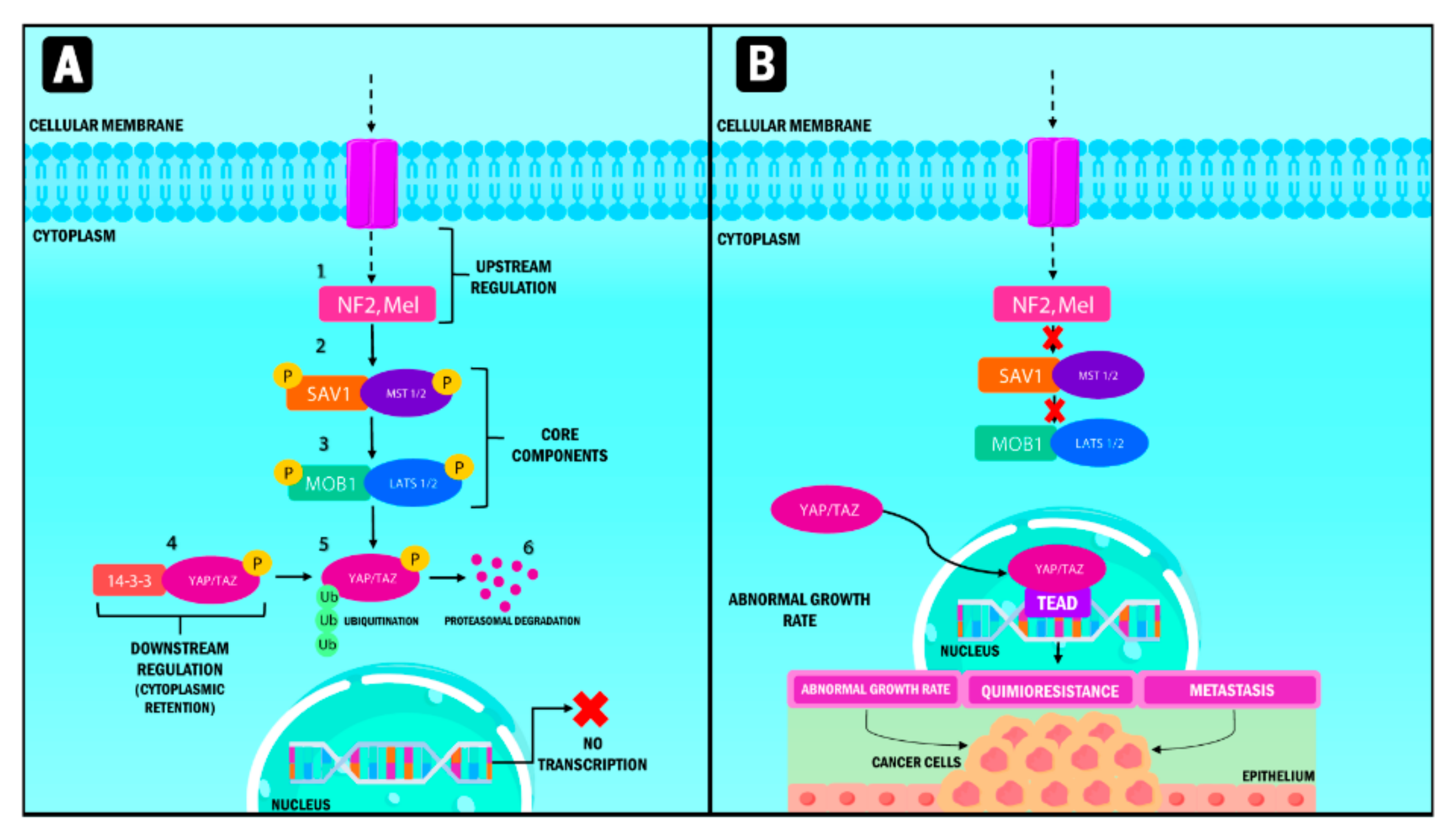 IJMS | Free Full-Text | The YAP/TAZ Signaling Pathway in the Tumor  Microenvironment and Carcinogenesis: Current Knowledge and Therapeutic  Promises | HTML