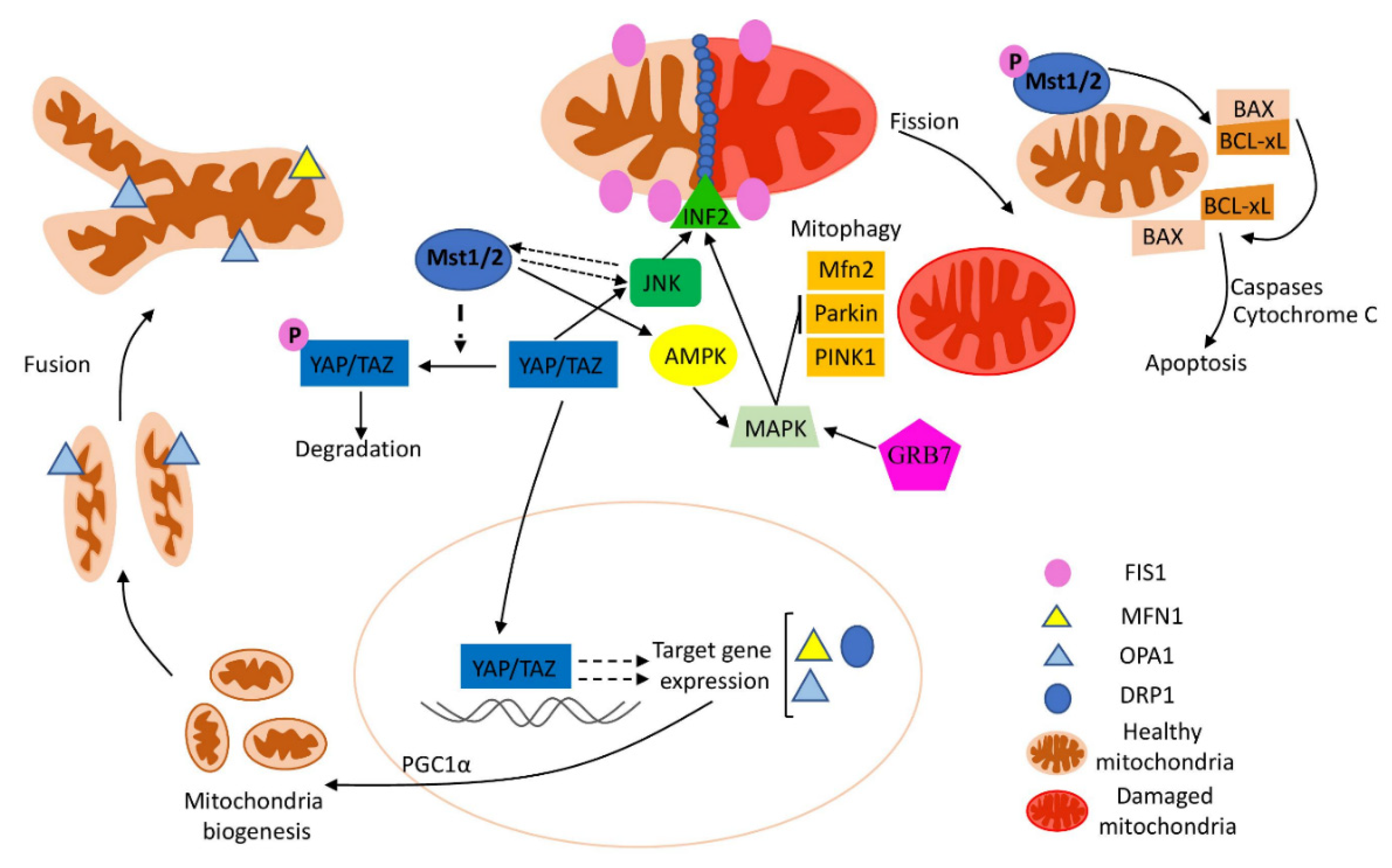 Ijms 23 00460 g002 Ijms 23 00460 g002