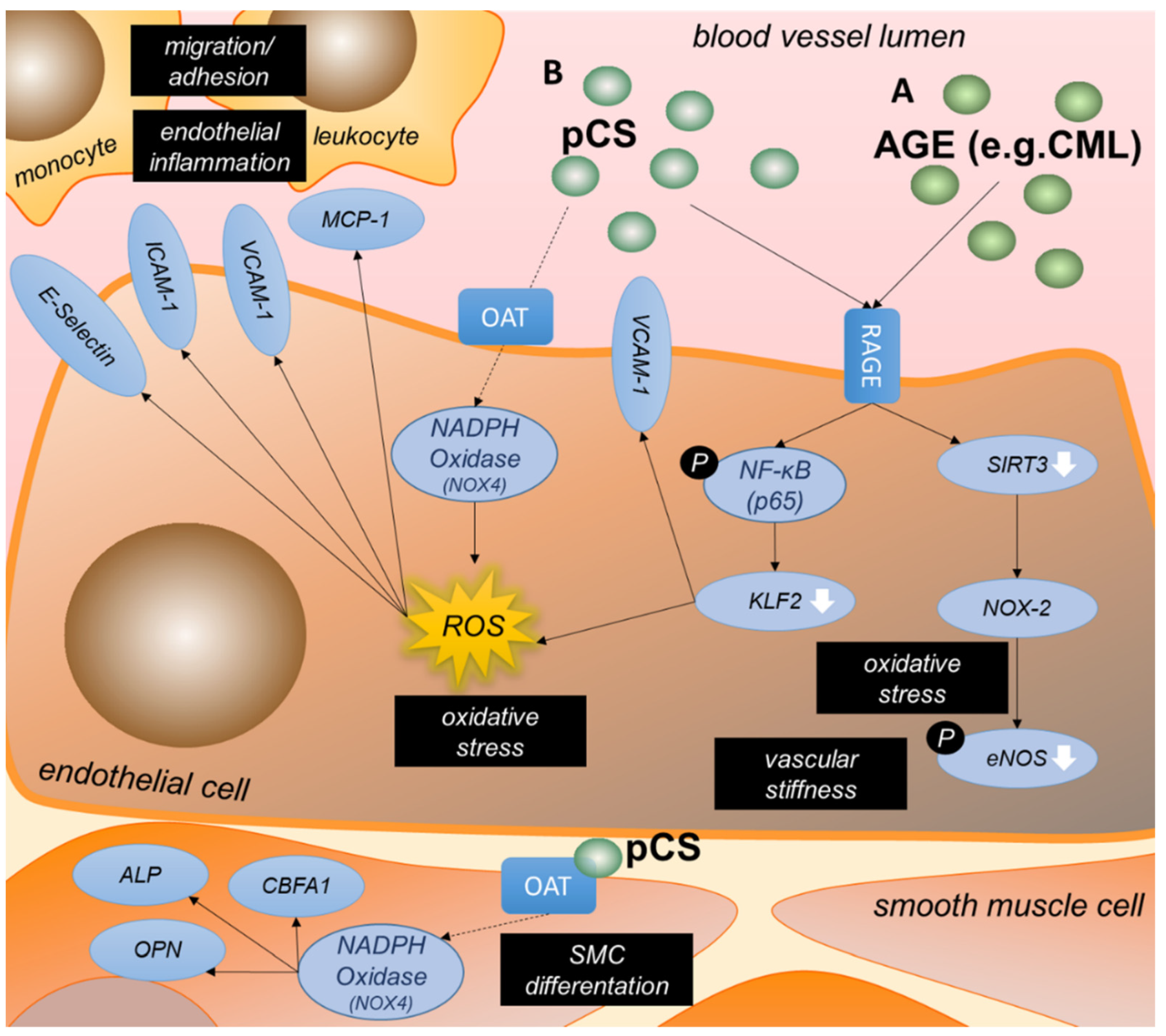Ijms 23 00531 g005 Ijms 23 00531 g005