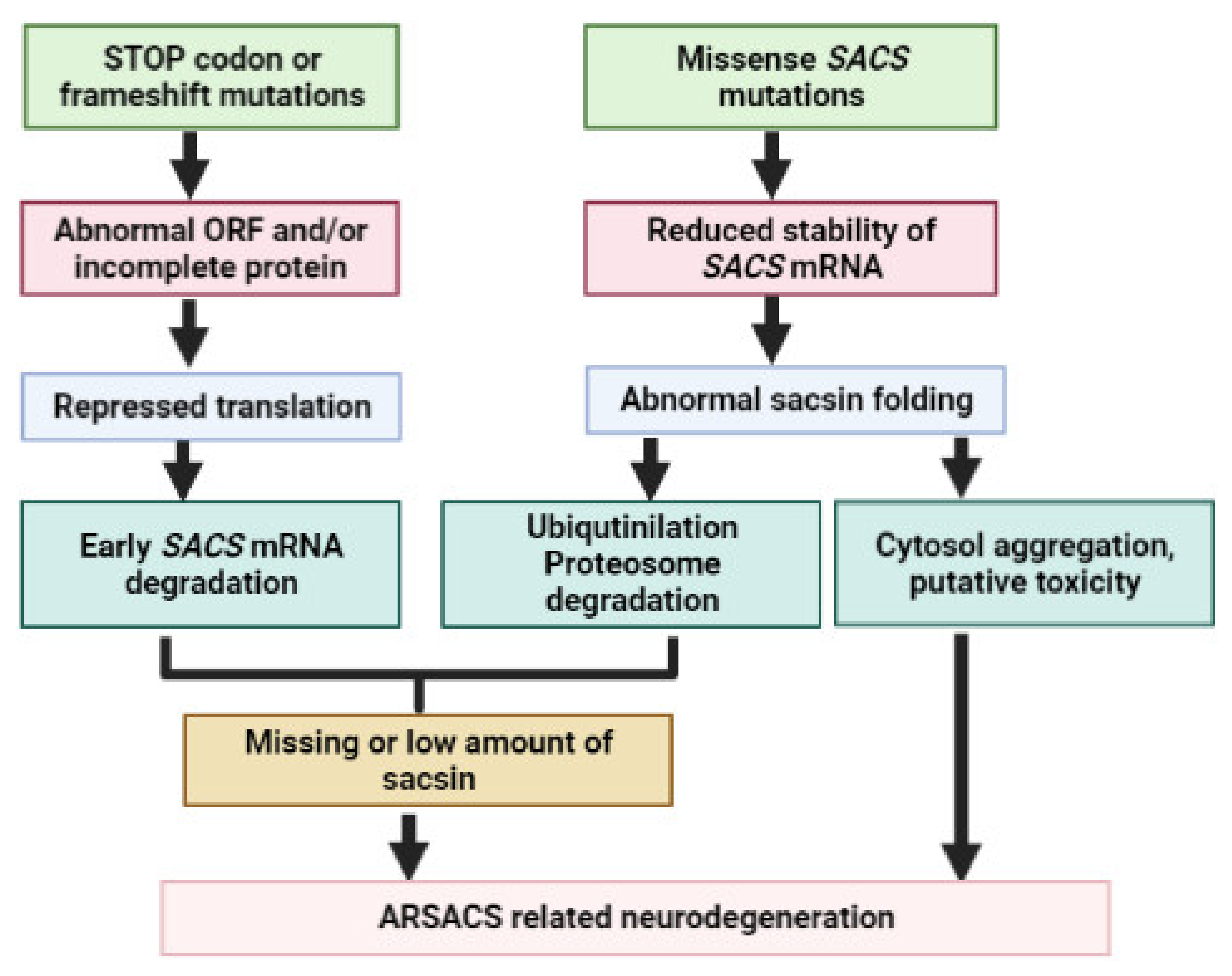 IJMS | Free Full-Text | Genetics of Autosomal Recessive Spastic Ataxia of  Charlevoix-Saguenay (ARSACS) and Role of Sacsin in Neurodegeneration