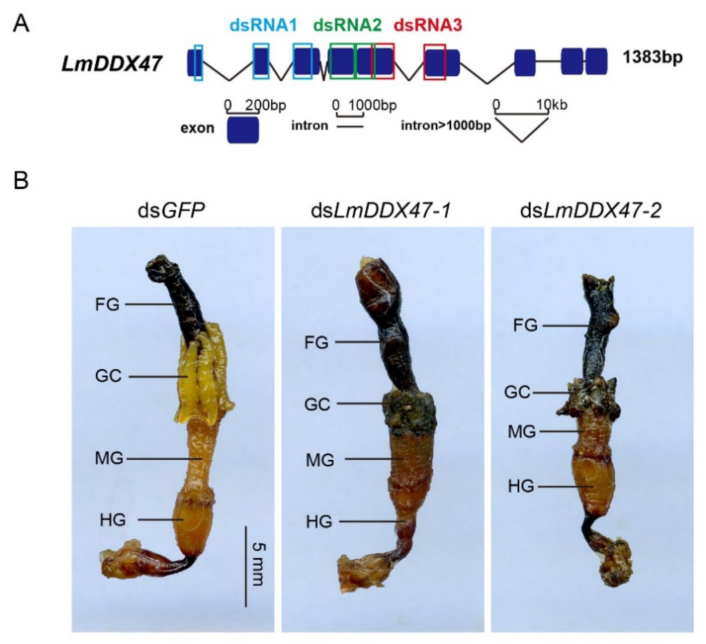 Ijms 23 00586 g003 Ijms 23 00586 g003