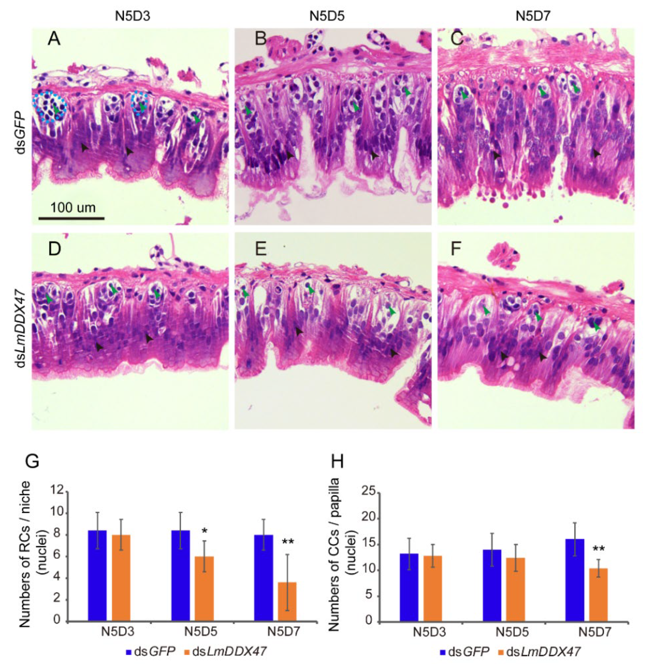 Ijms 23 00586 g005 Ijms 23 00586 g005