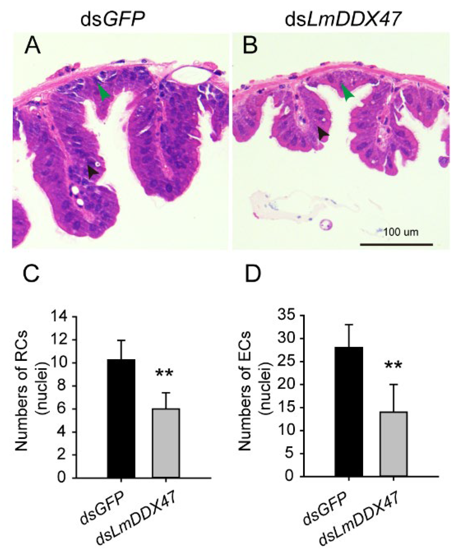 Ijms 23 00586 g006 Ijms 23 00586 g006