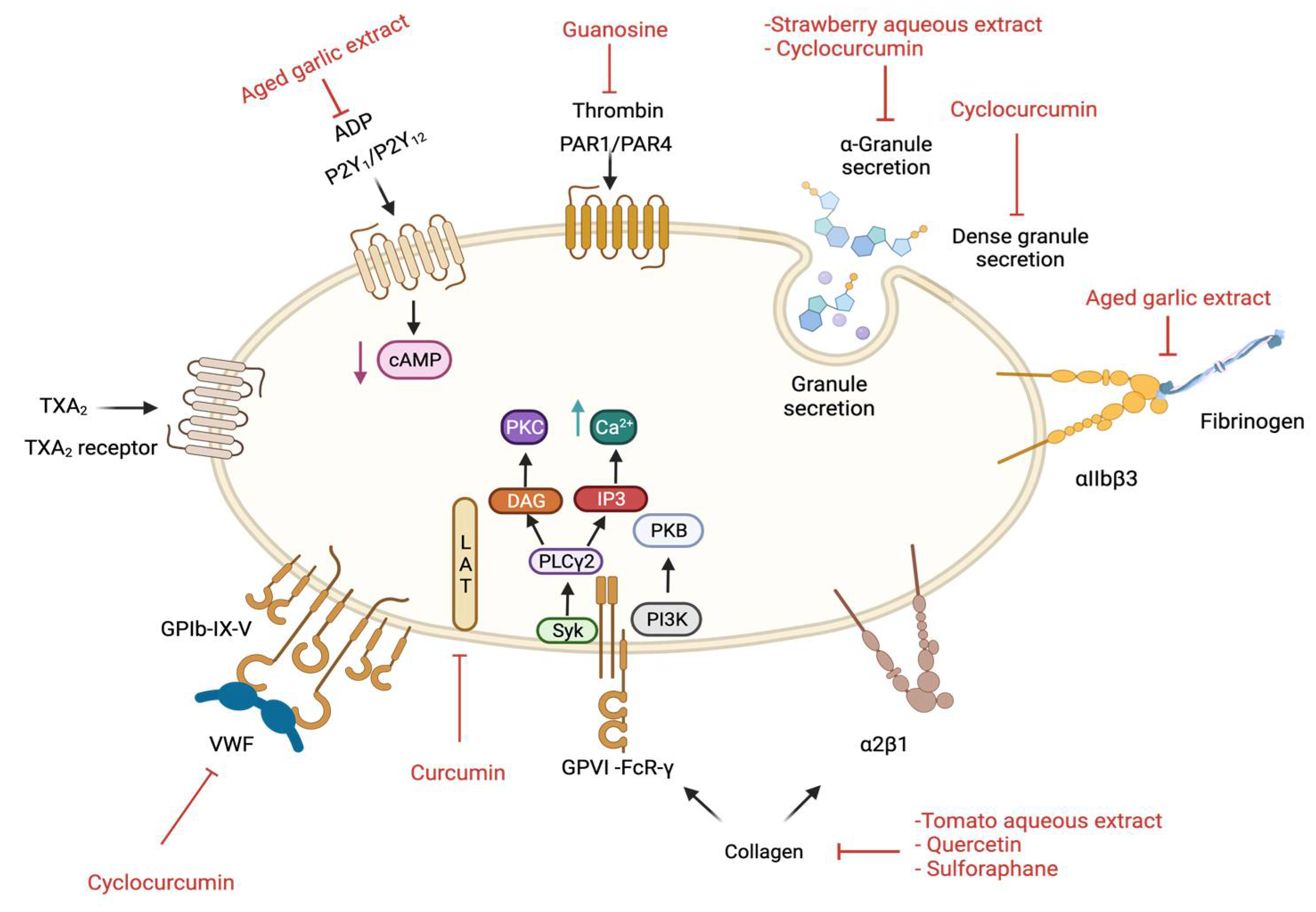 Ijms 23 00605 g002 Ijms 23 00605 g002