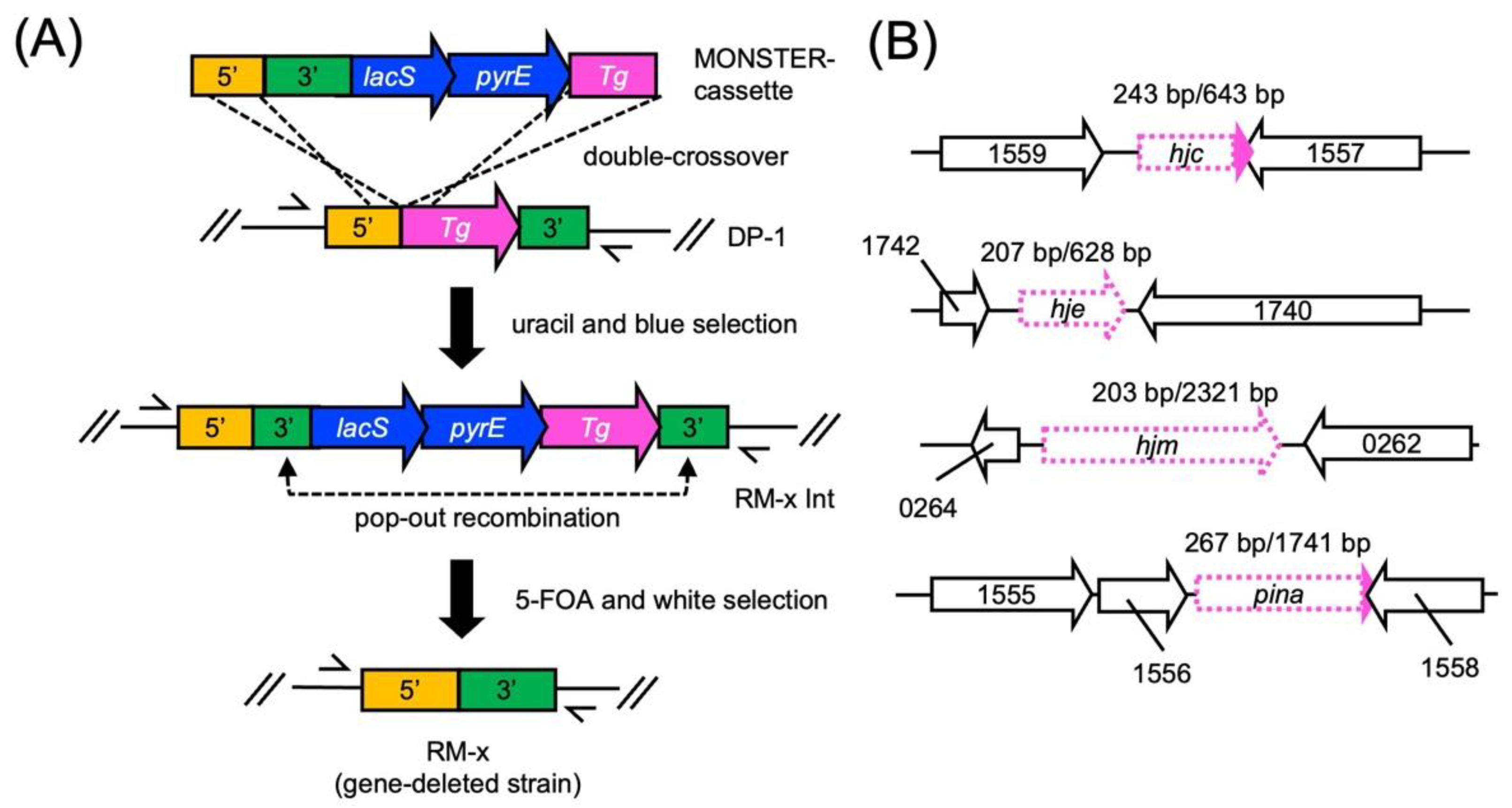 DNA sequence flanking the 6-kb deletion. Uppercase letter