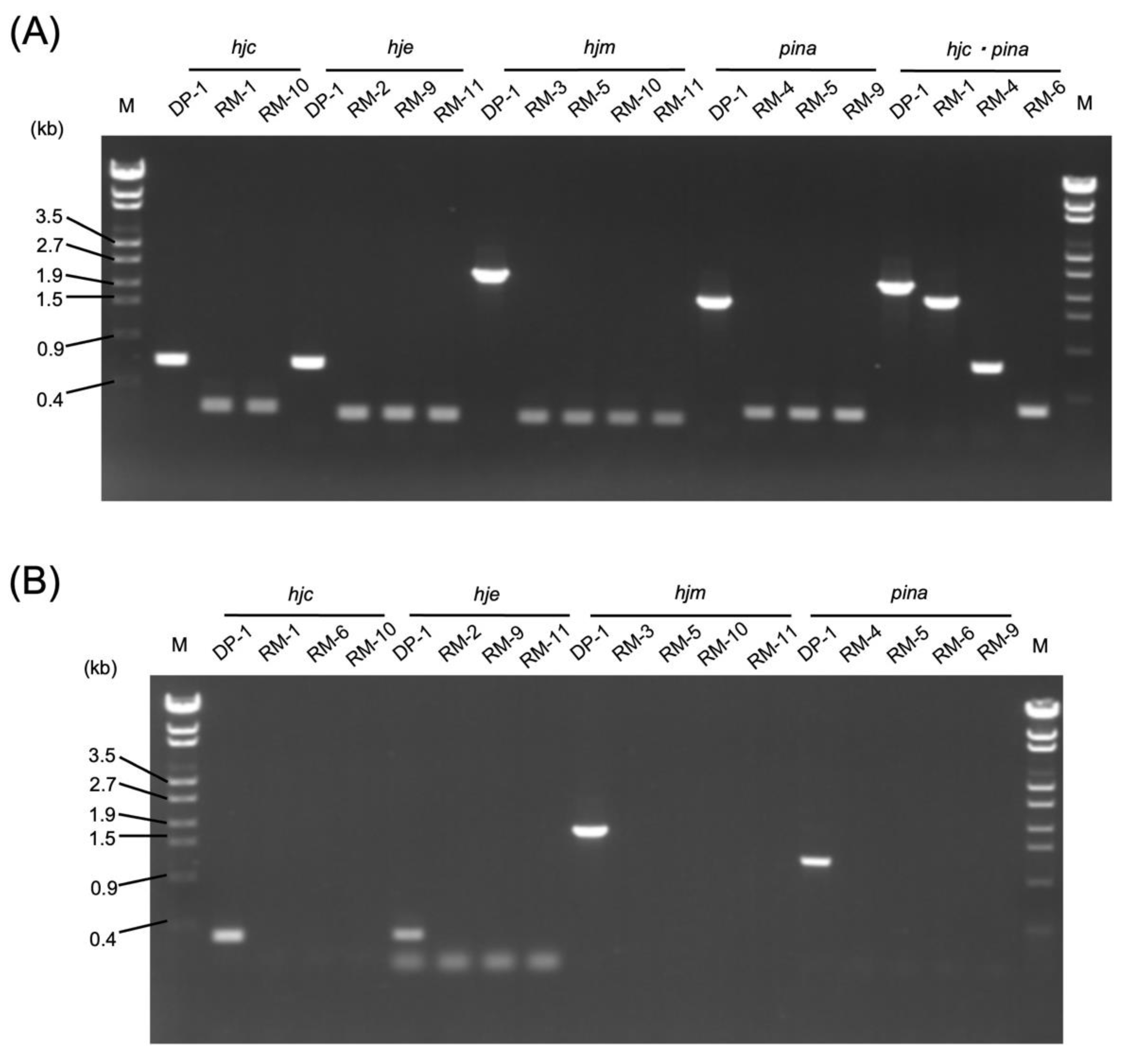 IJMS | Free Full-Text | Genetic Study of Four Candidate Holliday