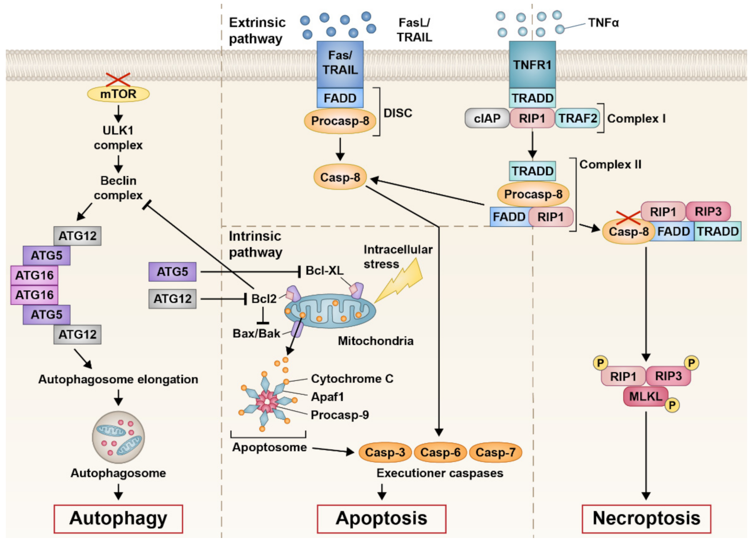 IJMS | Free Full-Text | Primary and Secondary Cone Cell