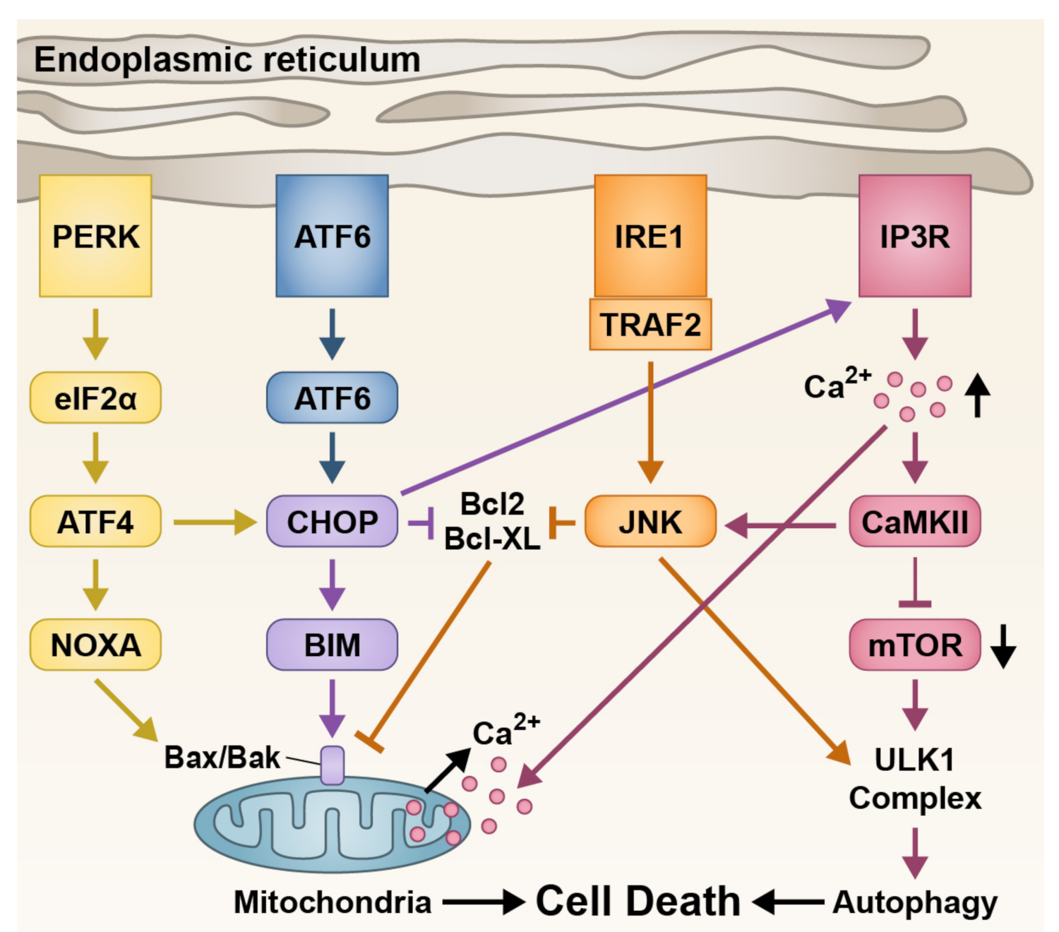 IJMS | Free Full-Text | Primary and Secondary Cone Cell Death