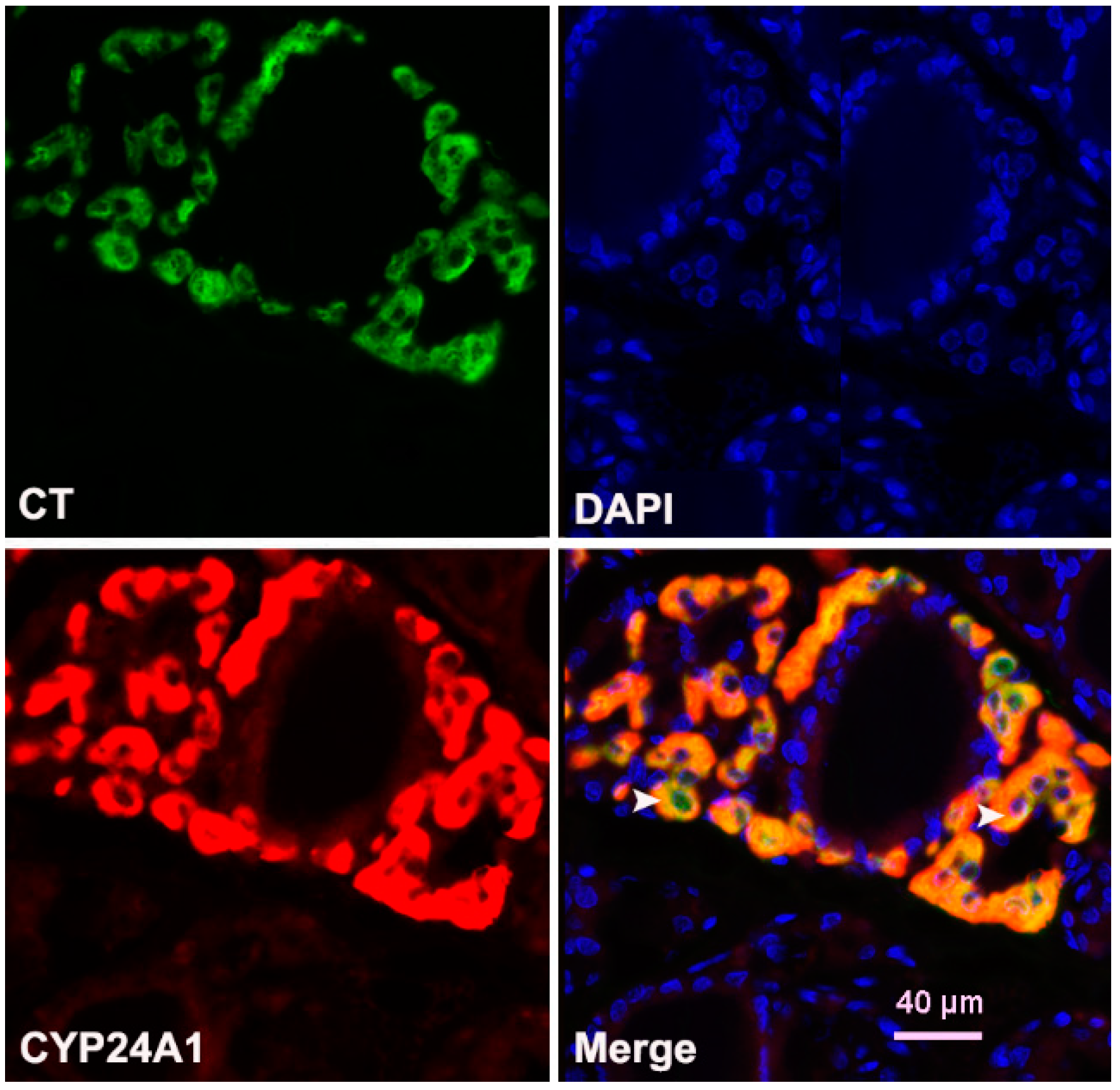 Ijms 23 00791 g007 Ijms 23 00791 g007