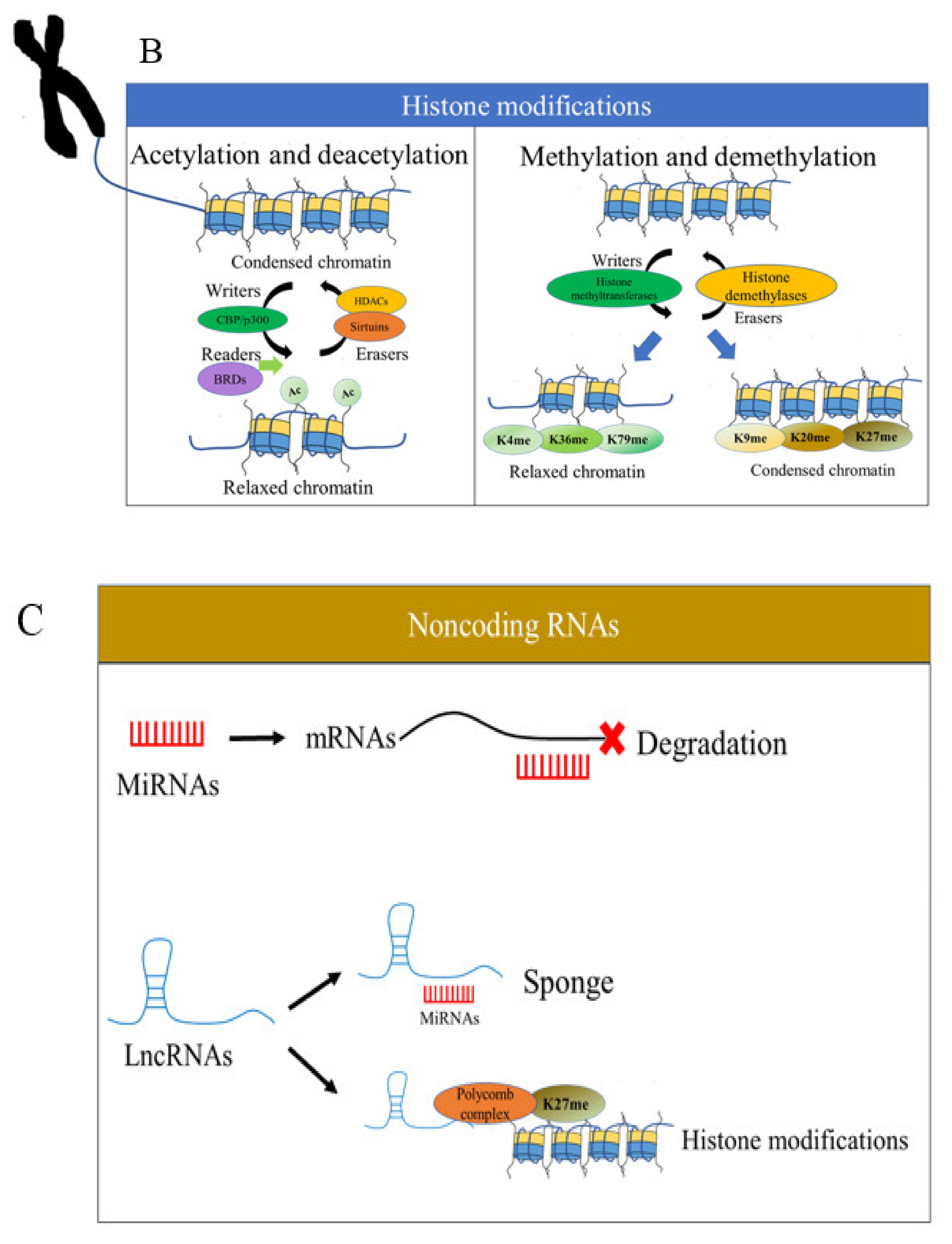 Ijms 23 00843 g001b Ijms 23 00843 g001b