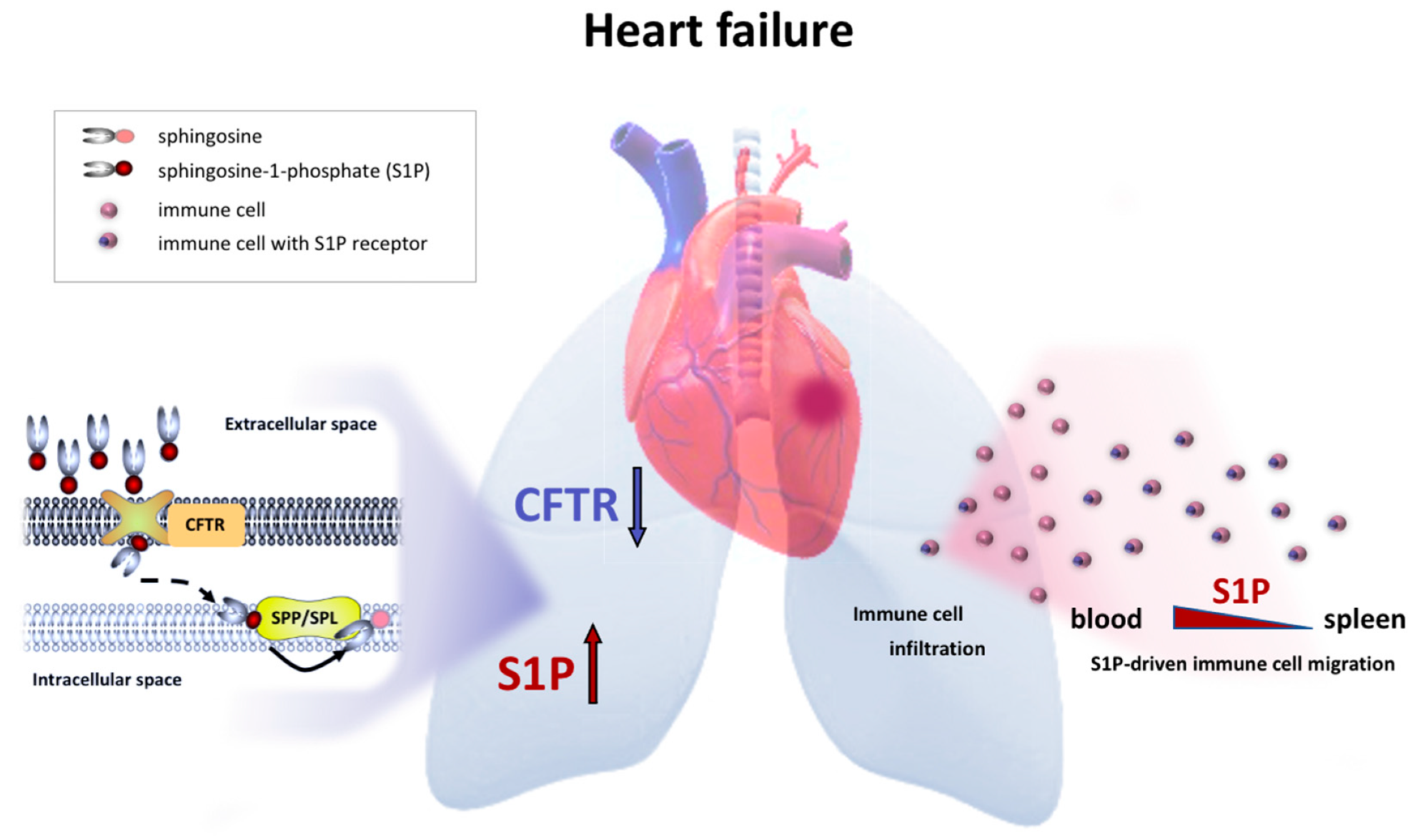 Ijms 23 00866 g006 Ijms 23 00866 g006
