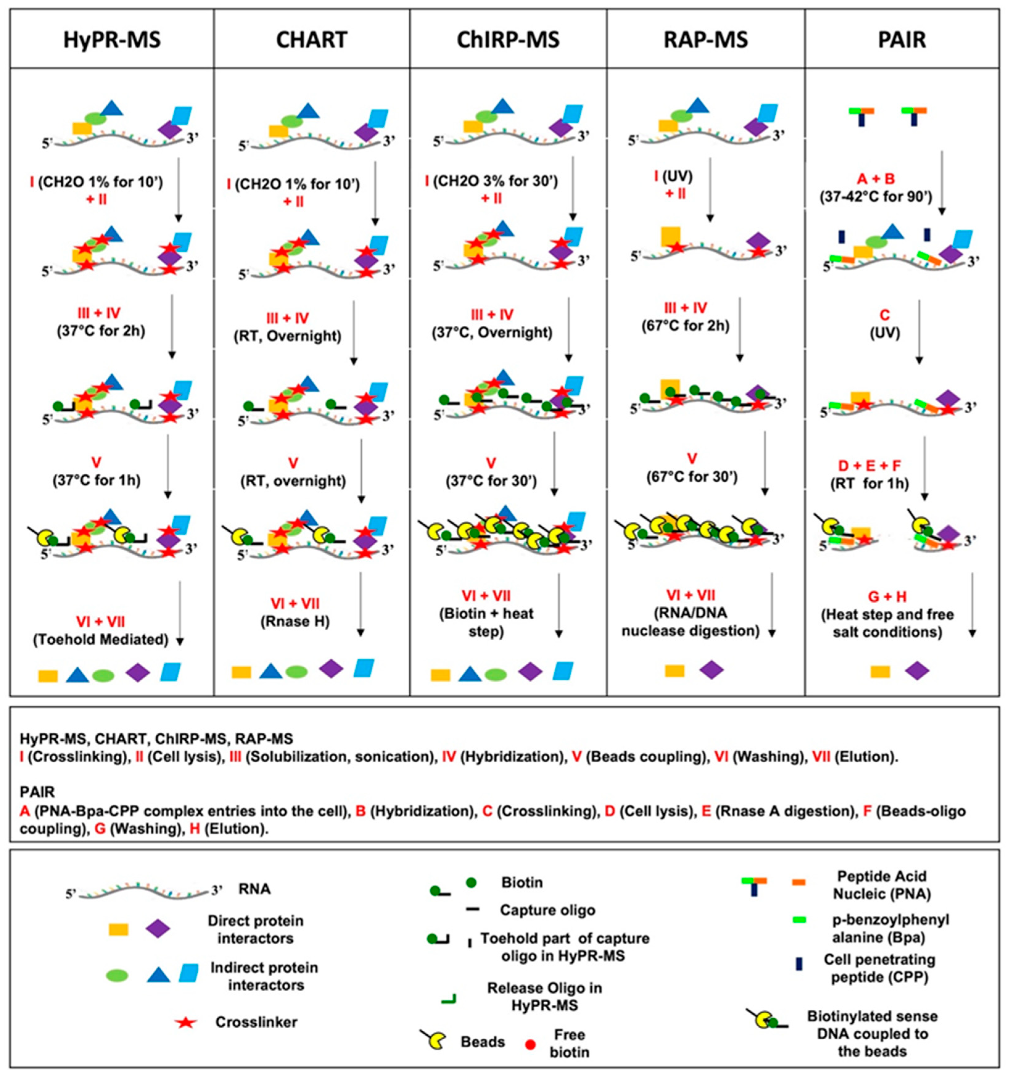 IJMS | Free Full-Text | Towards an Ideal In Cell Hybridization