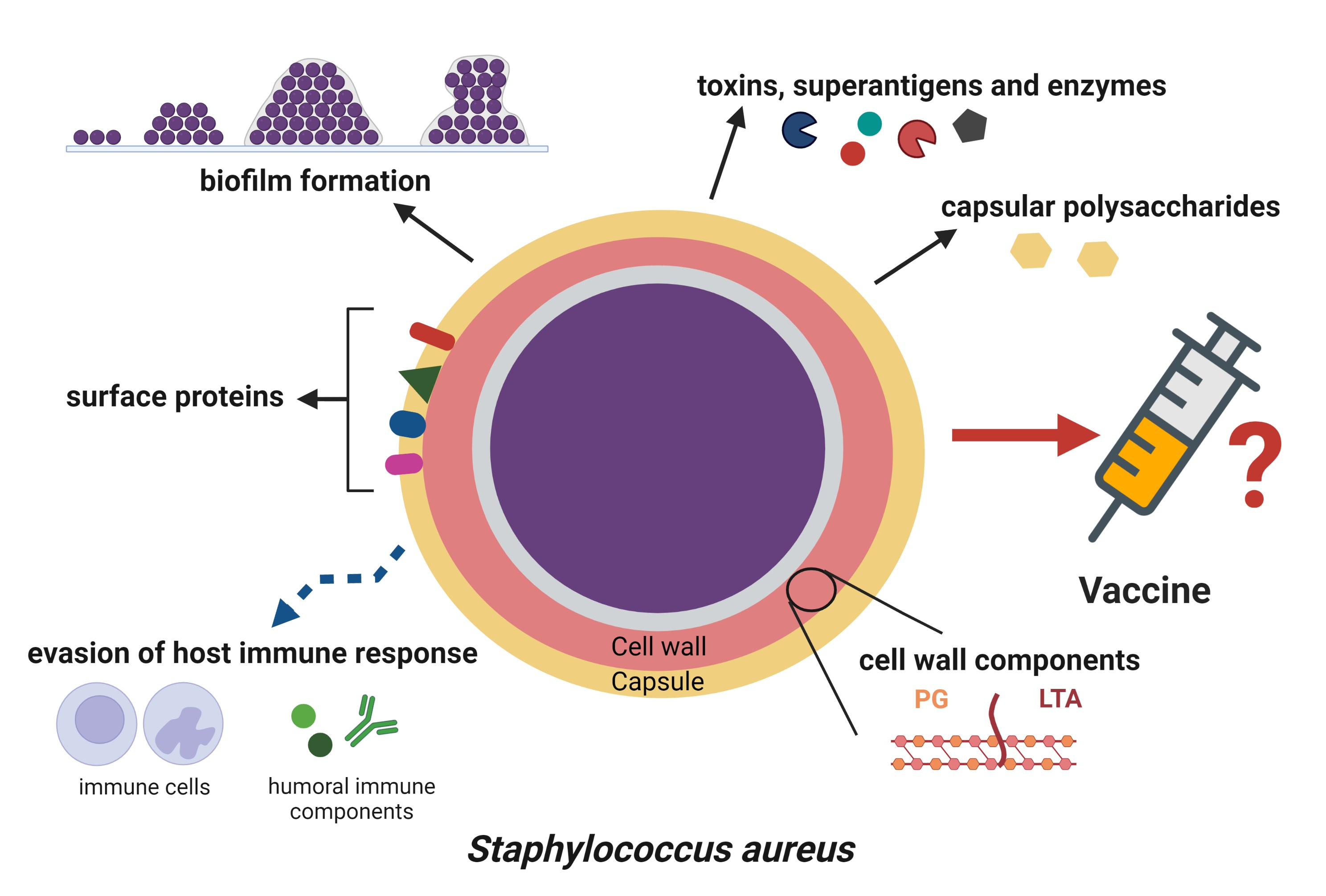 ijms-free-full-text-staphylococcus-aureus-a-known-opponent-against