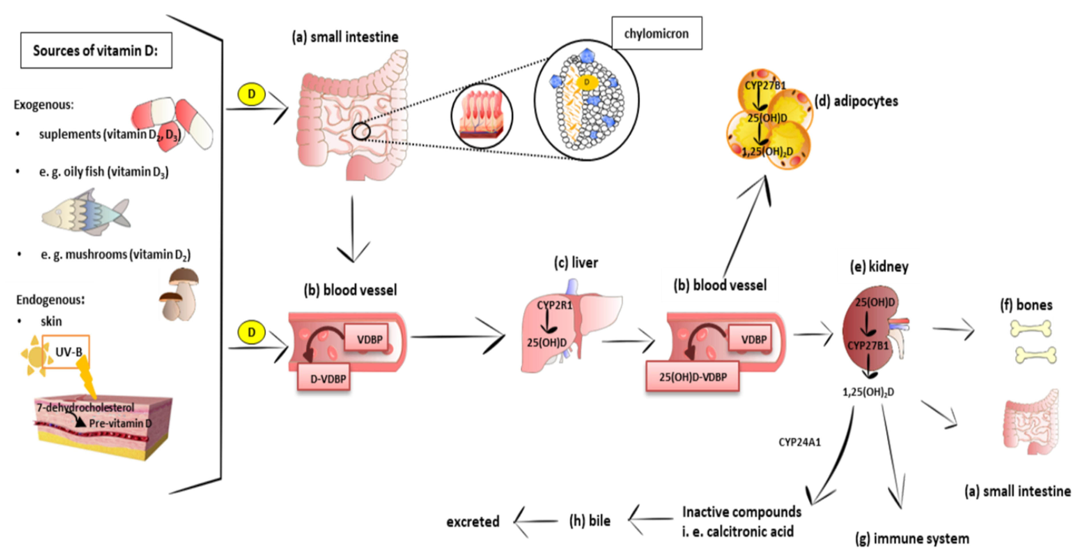 IJMS | Free Full-Text | The Action of Vitamin D in Adipose Tissue: Is There  the Link between Vitamin D Deficiency and Adipose Tissue-Related Metabolic  Disorders?
