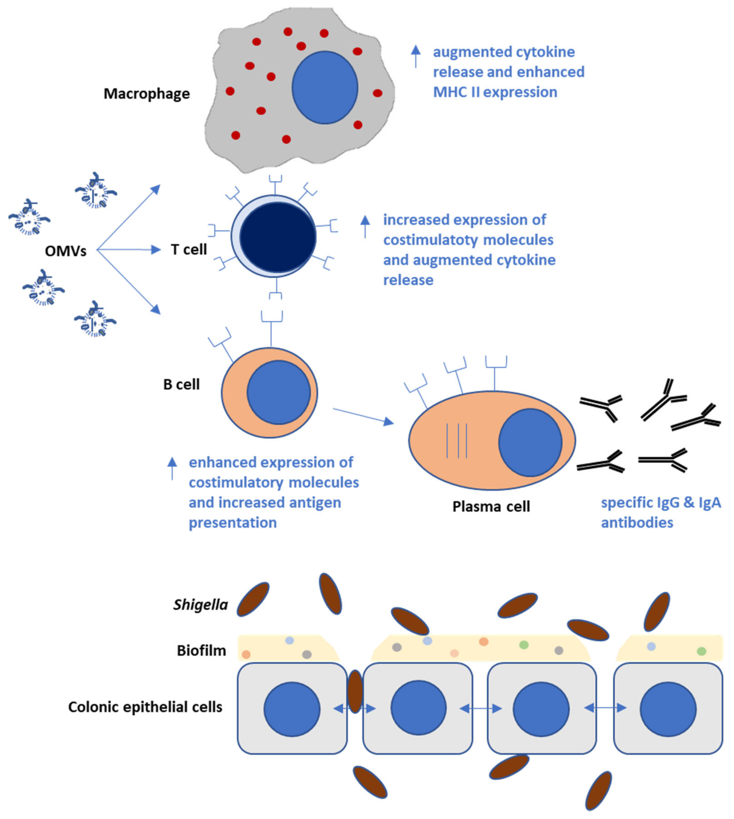 Ijms 23 00994 g002 Ijms 23 00994 g002