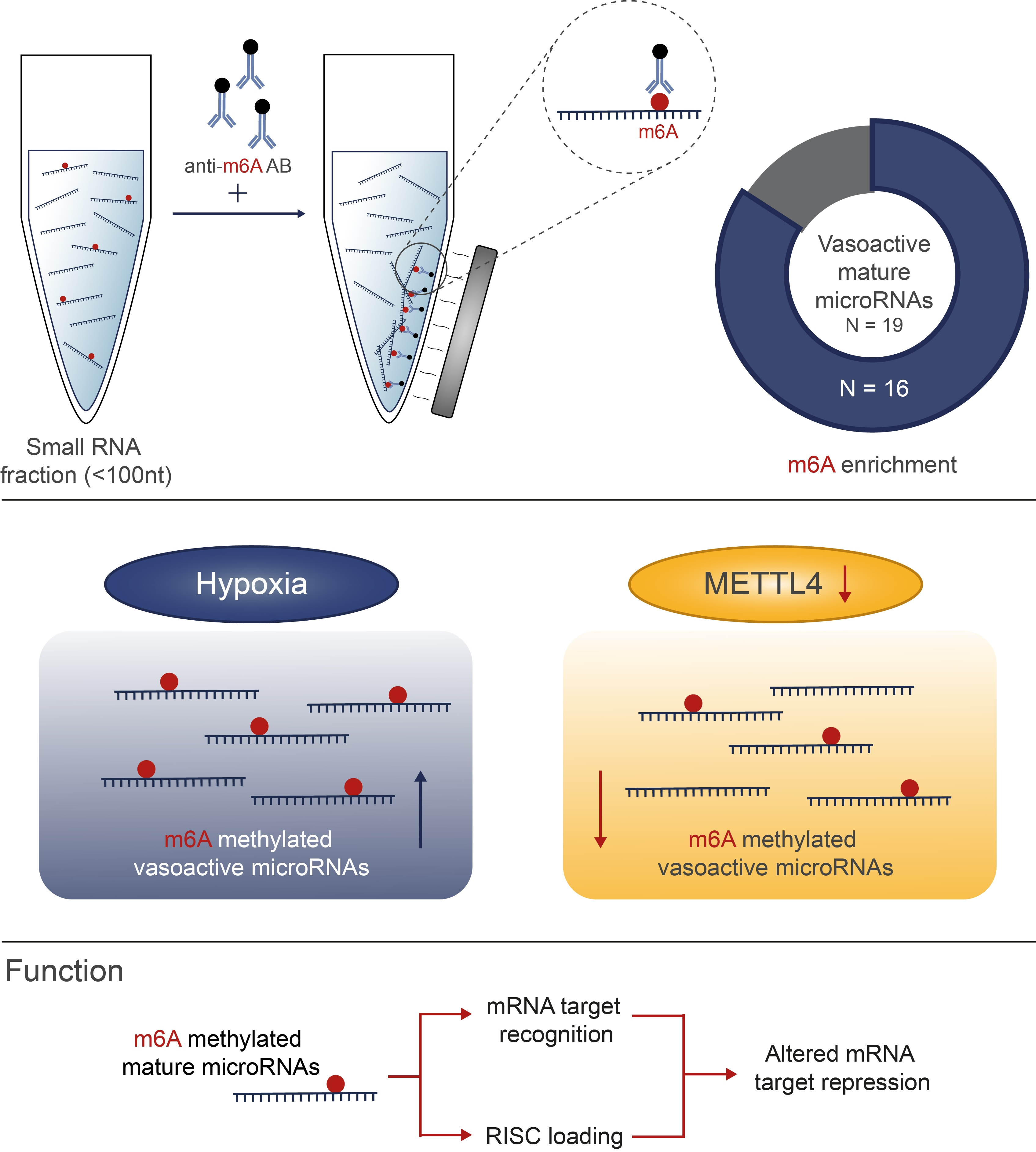 IJMS | Free Full-Text | N-6-Methyladenosine in Vasoactive microRNAs ...