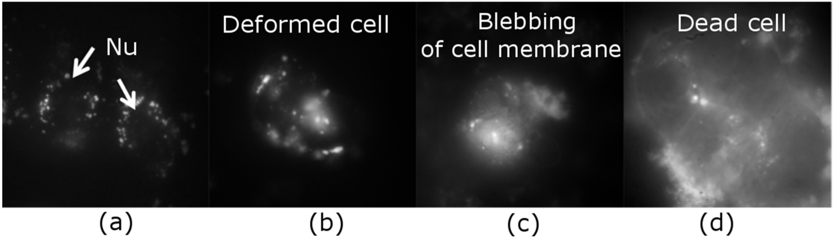 Ijms 23 01077 g001 Ijms 23 01077 g001