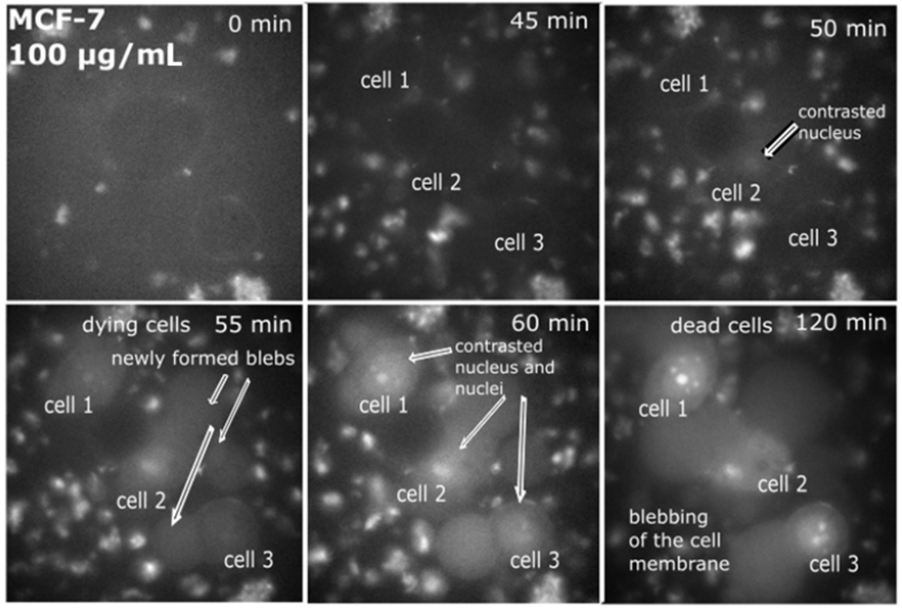 Ijms 23 01077 g002 Ijms 23 01077 g002