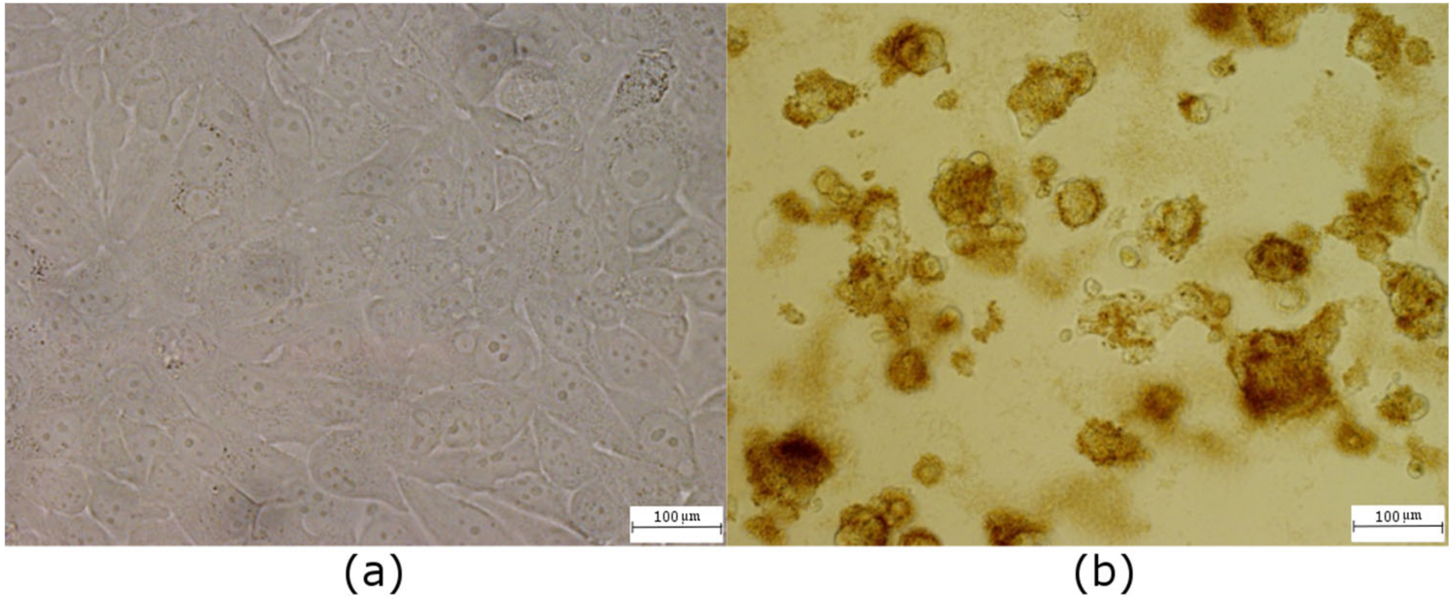 Ijms 23 01077 g005 Ijms 23 01077 g005