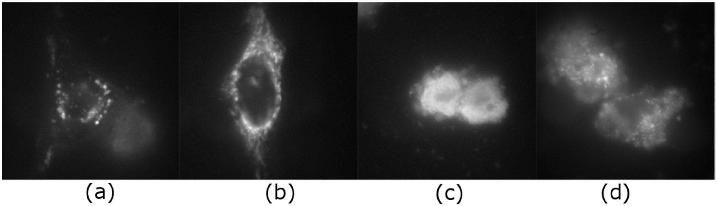 Ijms 23 01077 g006 Ijms 23 01077 g006