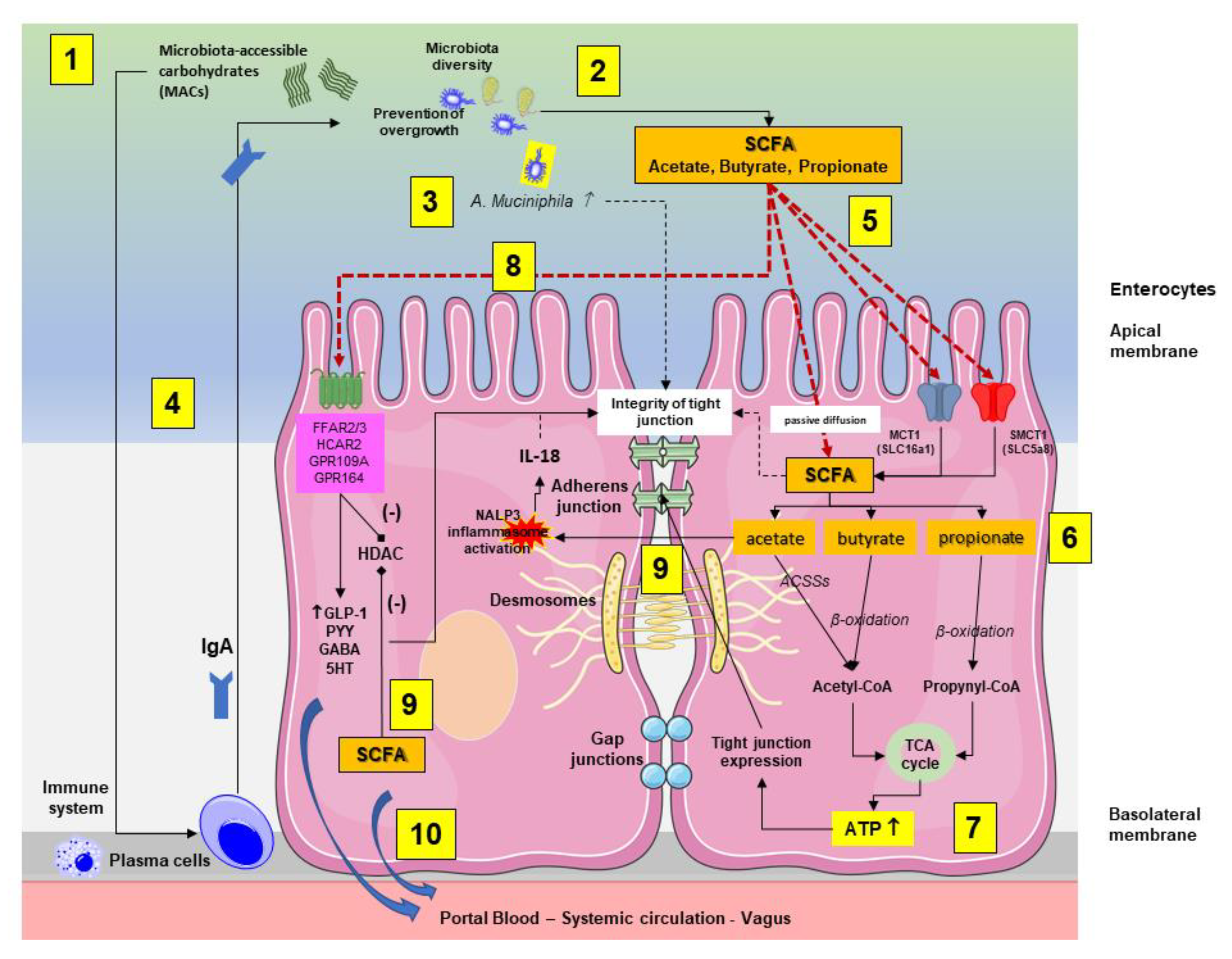 IJMS | Free Full-Text | Gut Microbiota and Short Chain Fatty Acids:  Implications in Glucose Homeostasis