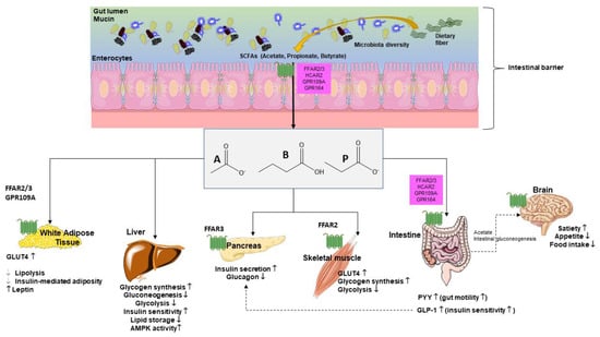 IJMS | Free Full-Text | Gut Microbiota And Short Chain Fatty Acids ...