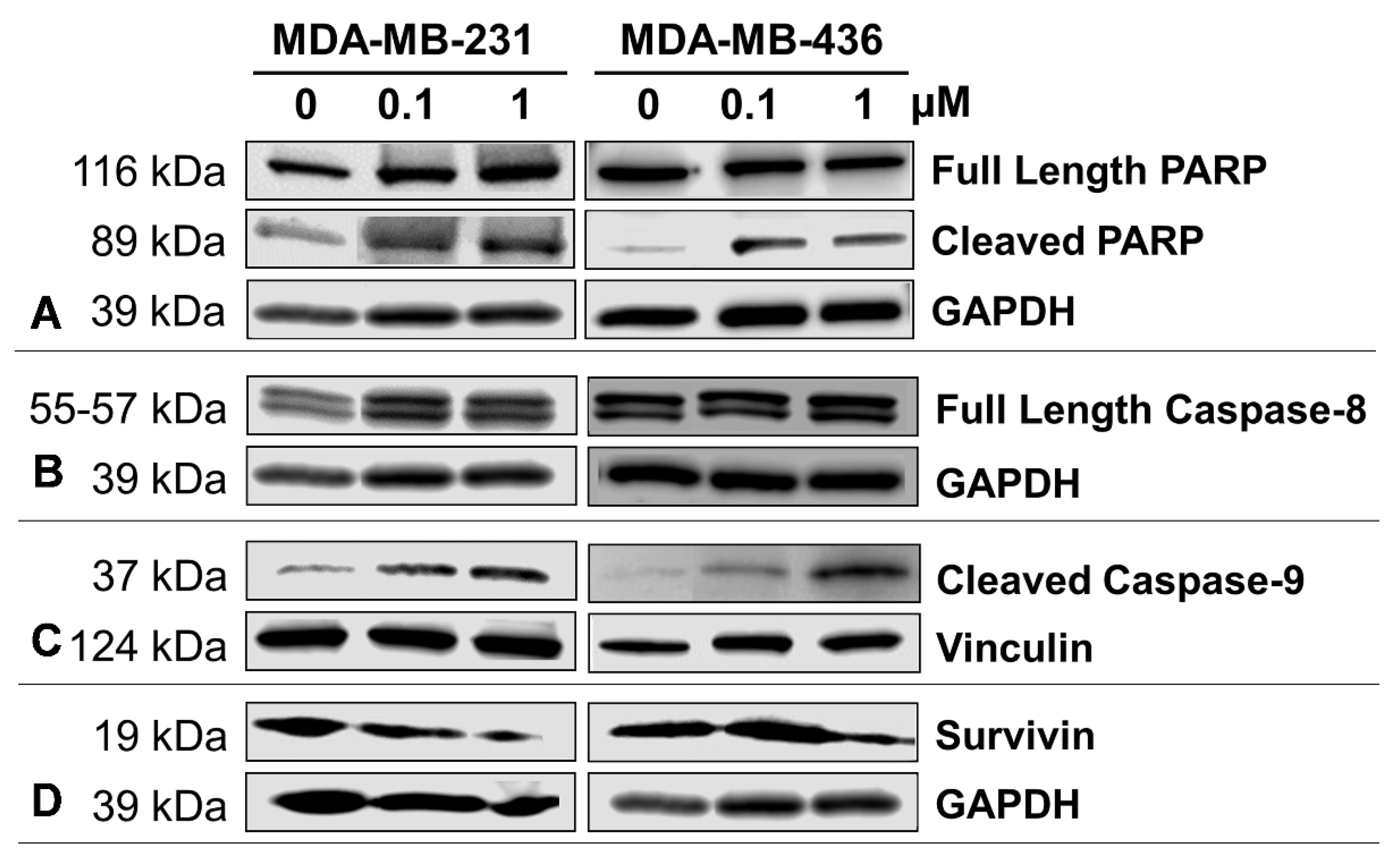 Ijms 23 01139 g006a Ijms 23 01139 g006a