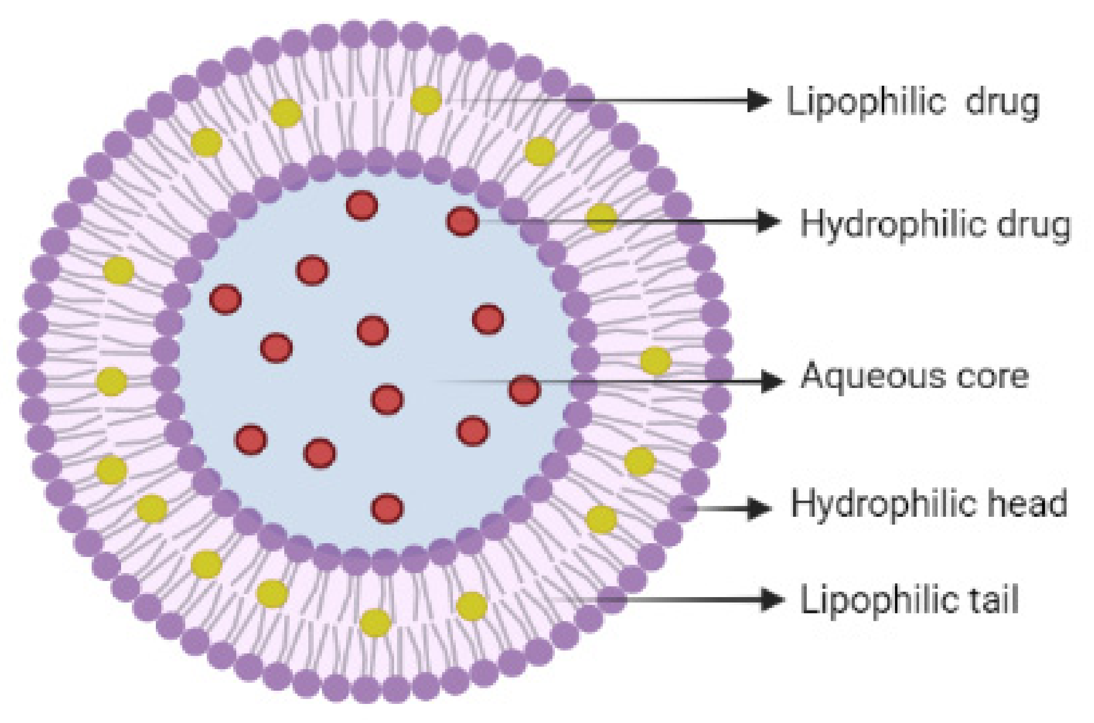 Ijms 23 01140 g006 Ijms 23 01140 g006
