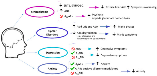 IJMS | Free Full-Text | Adenosine Receptors in Neuropsychiatric Disorders:  Fine Regulators of Neurotransmission and Potential Therapeutic Targets |  HTML