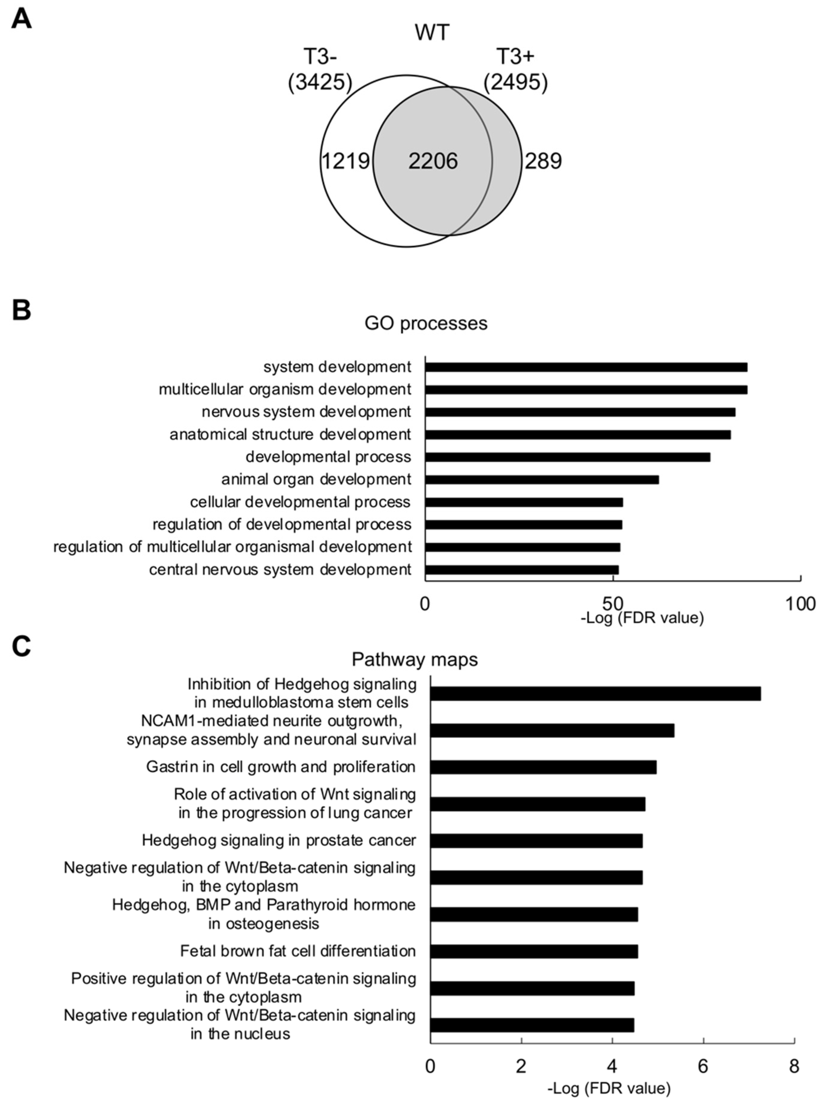 IJMS | Free Full-Text | Thyroid Hormone Receptor α Controls 