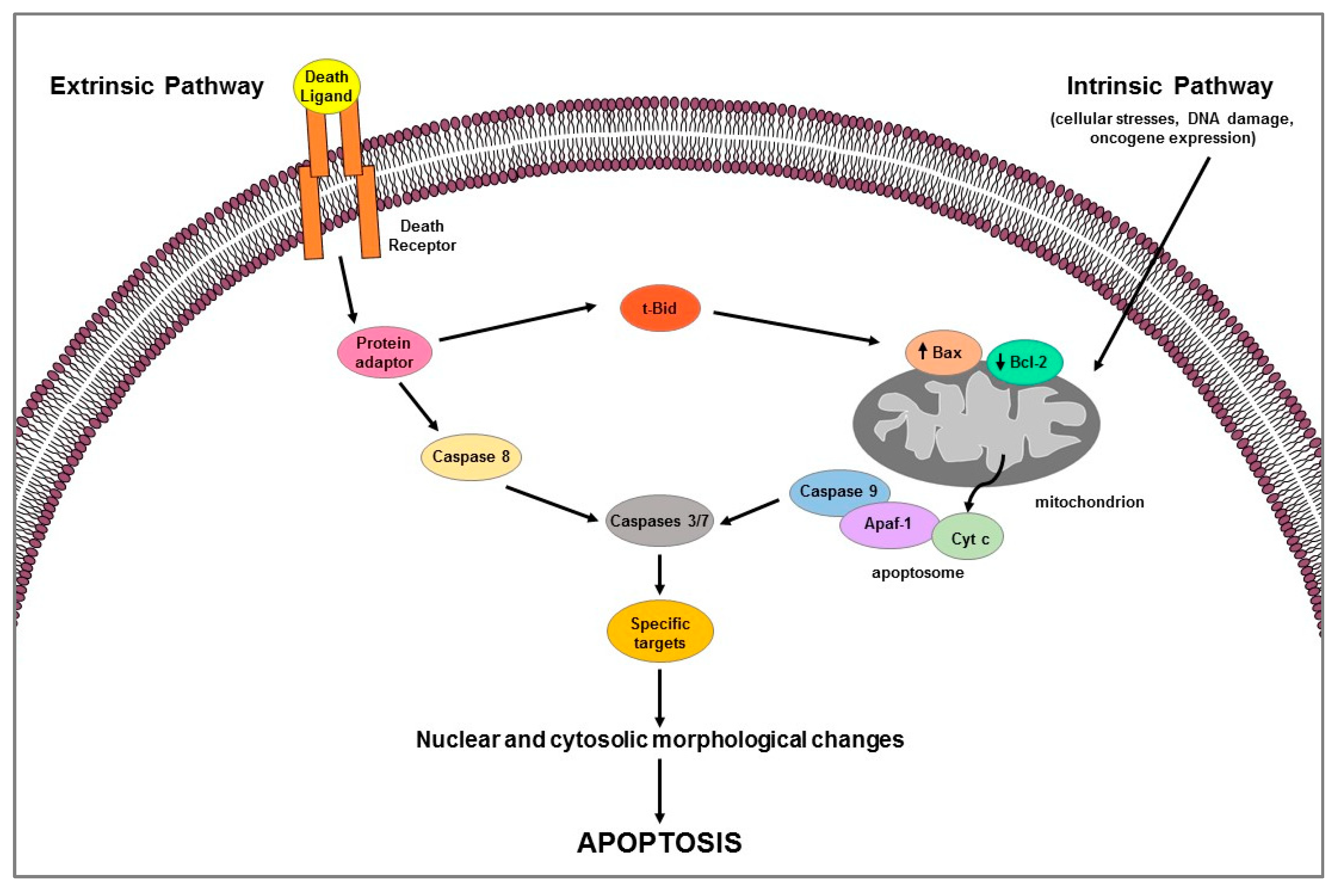 IJMS | Free Full-Text | Estrogen Receptors-Mediated Apoptosis in  Hormone-Dependent Cancers | HTML