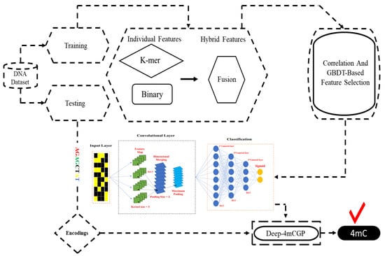 IJMS | Free Full-Text | Deep-4mCGP: A Deep Learning Approach to Predict 4mC  Sites in Geobacter pickeringii by Using Correlation-Based Feature Selection  Technique