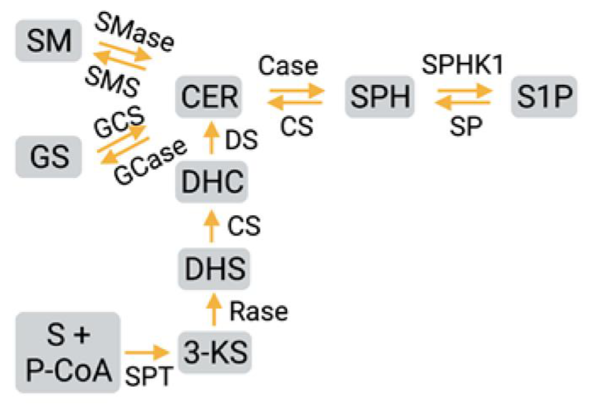 Ijms 23 01254 g002 Ijms 23 01254 g002