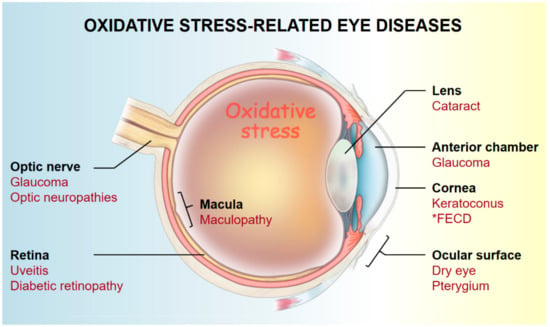 Cellular responses following retinal injuries and therapeutic approaches  for neurodegenerative diseases - ScienceDirect