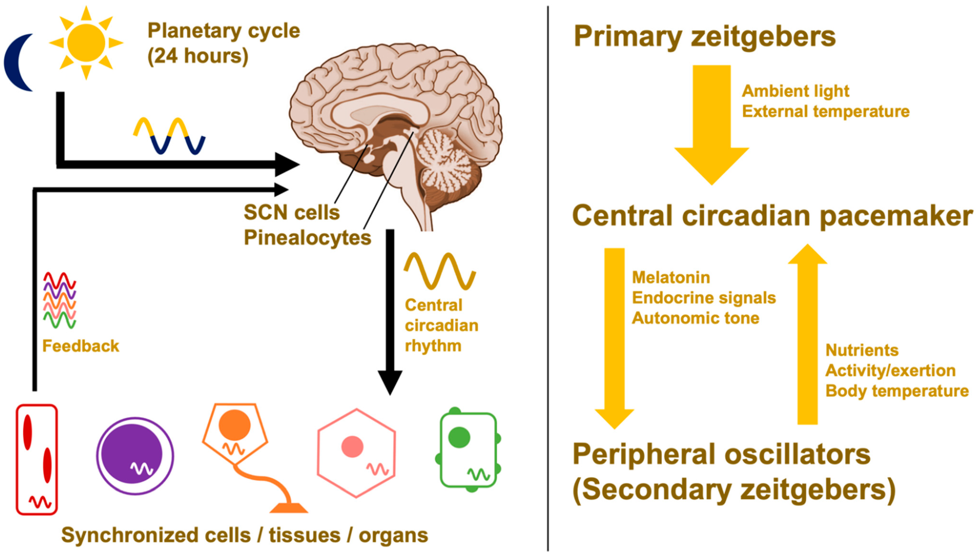 Ijms 23 01331 g004 Ijms 23 01331 g004