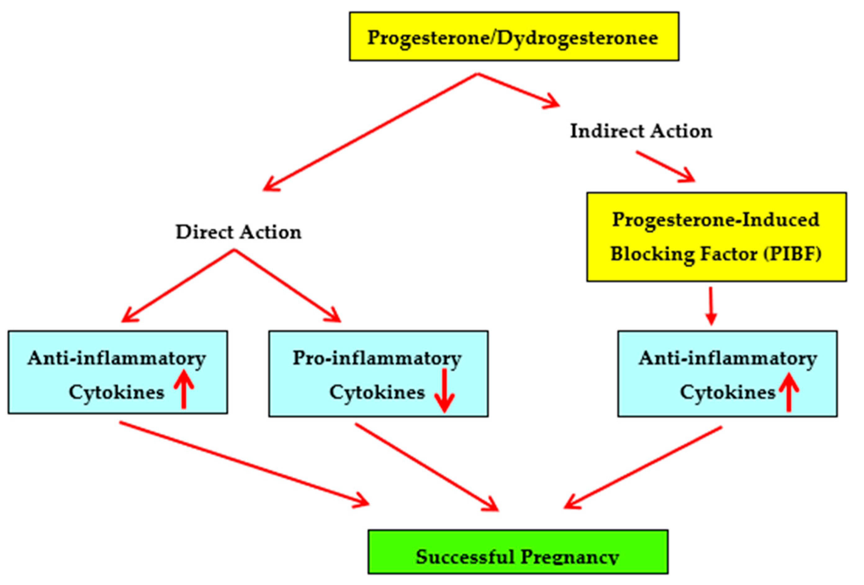 progesterone hormone function