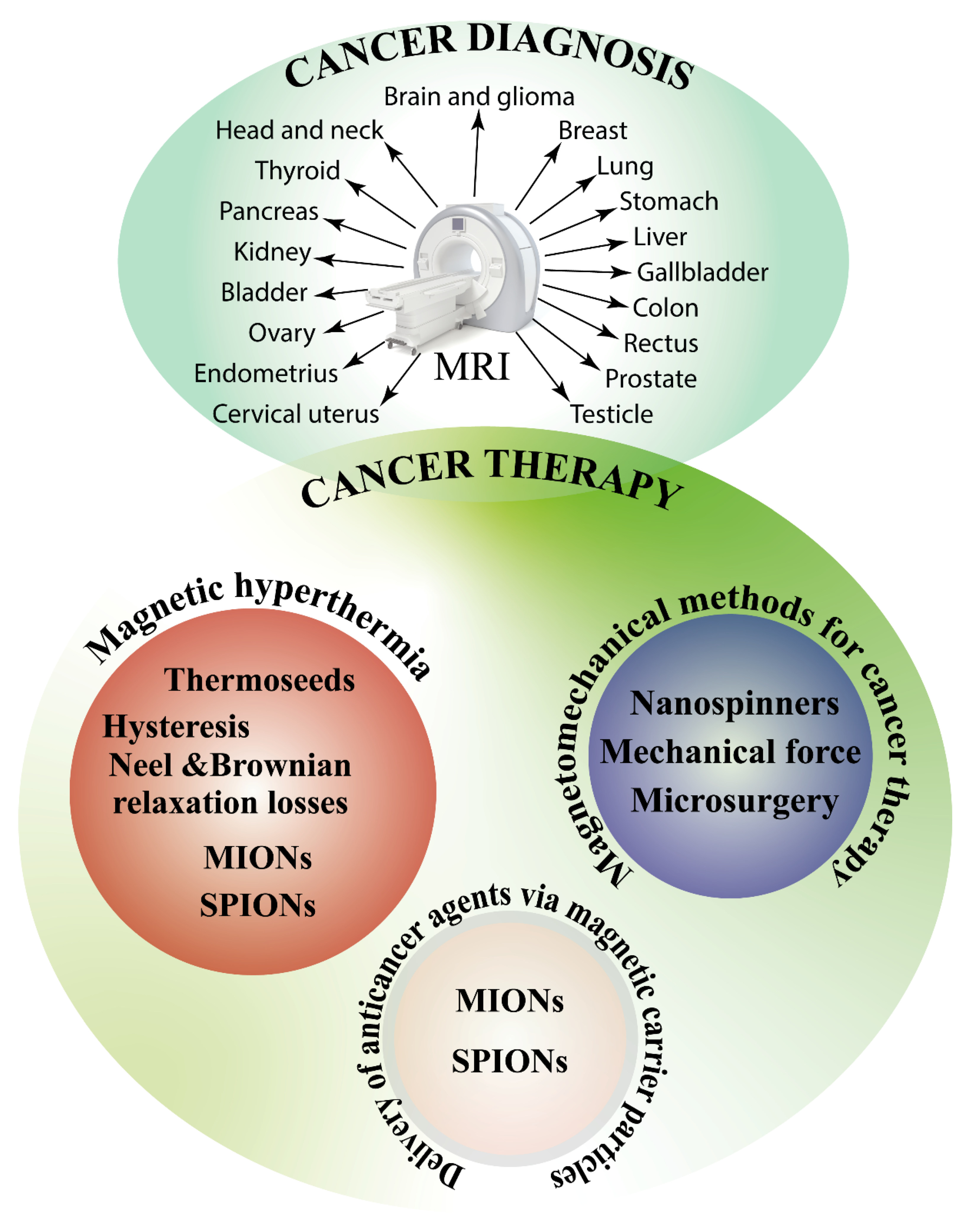 IJMS | Free Full-Text | Magnetic Fields and Cancer: Epidemiology, Cellular  Biology, and Theranostics