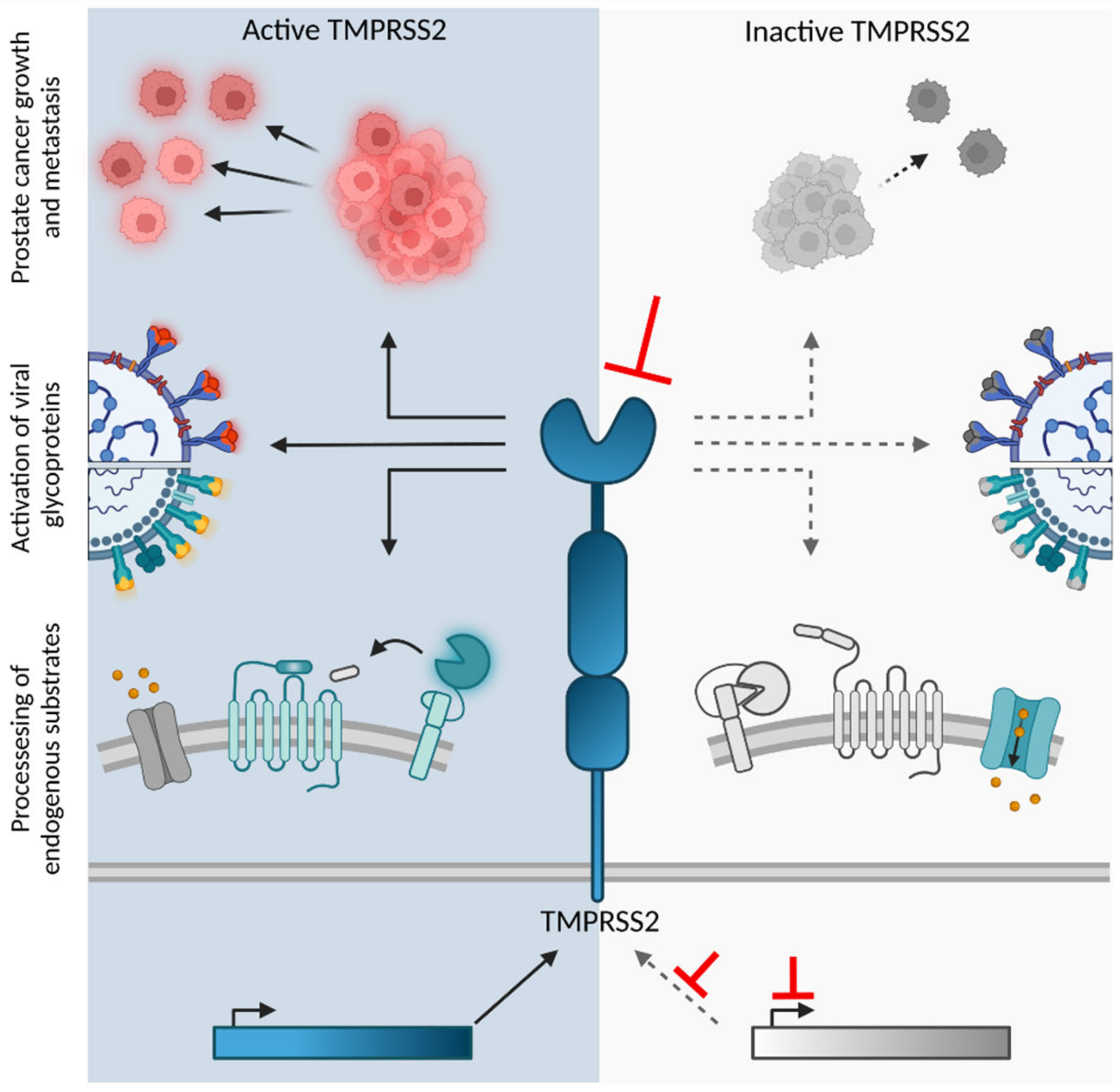 IJMS | Free Full-Text | The Transmembrane Protease TMPRSS2 as a