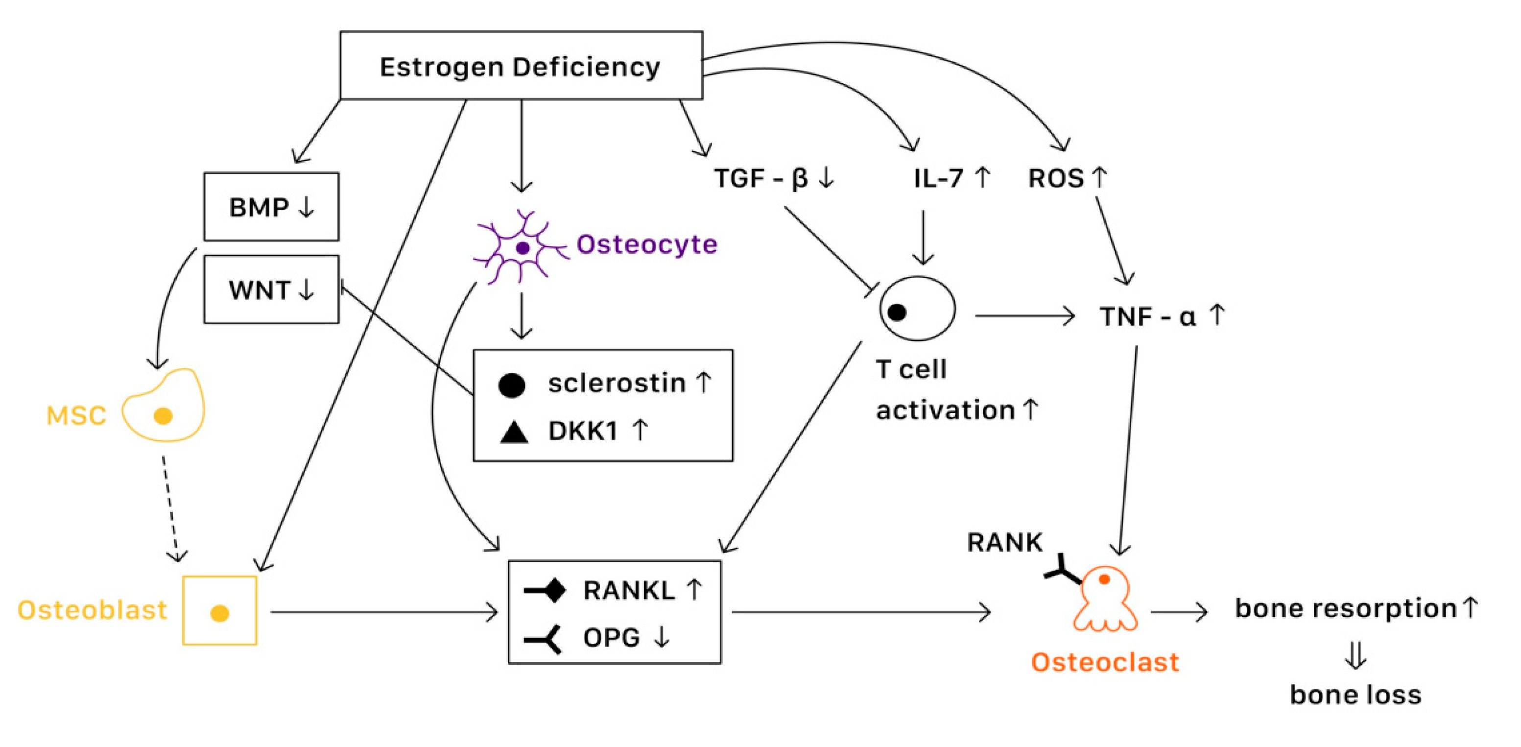 Estrogen DeficiencyRelated Osteoporosis (EDOP) Encyclopedia MDPI