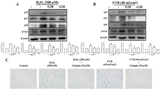 Ijms Free Full Text Galangin Reverses H2o2 Induced Dermal