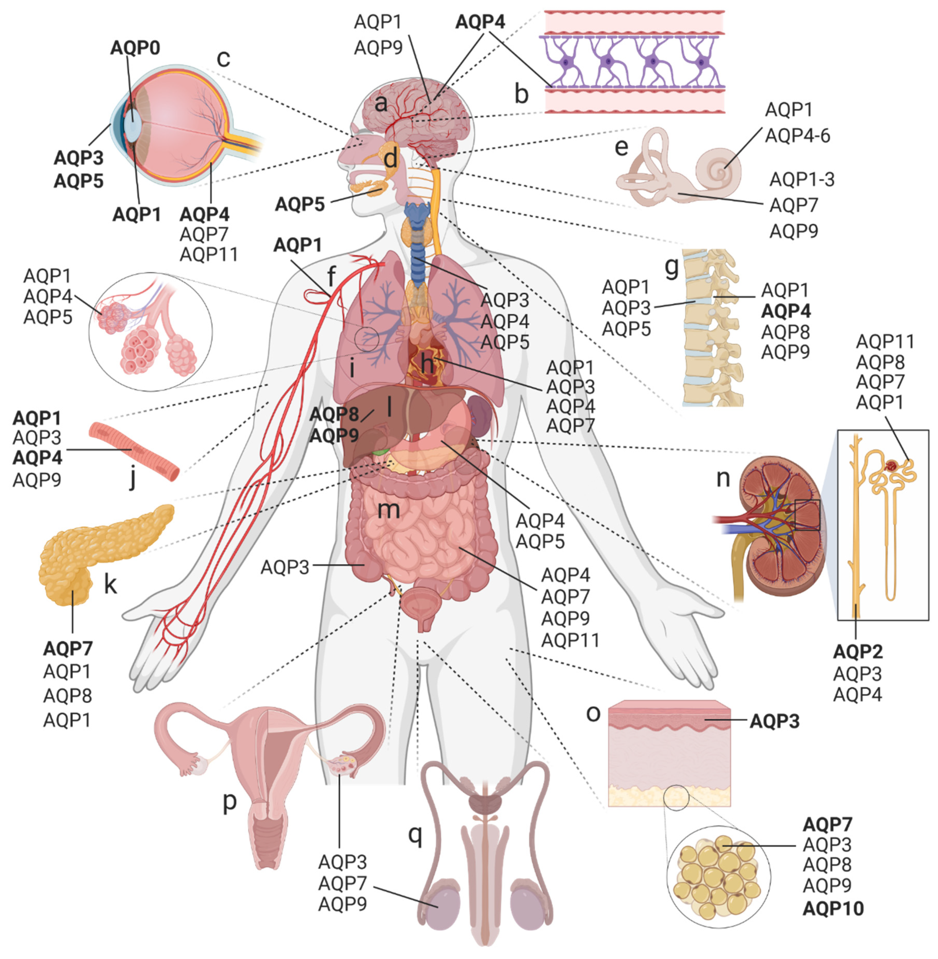 Regions of Female Body. Female body - Front and Back. Female Human Body  Parts - Human Anatomy Chart. The anatomical names and corresponding common  names are indicated for specific body regions Stock