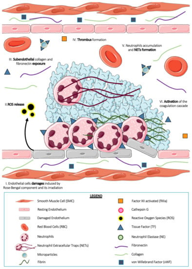 IJMS | Free Full-Text | Role of Neutrophils and NETs in Animal Models ...