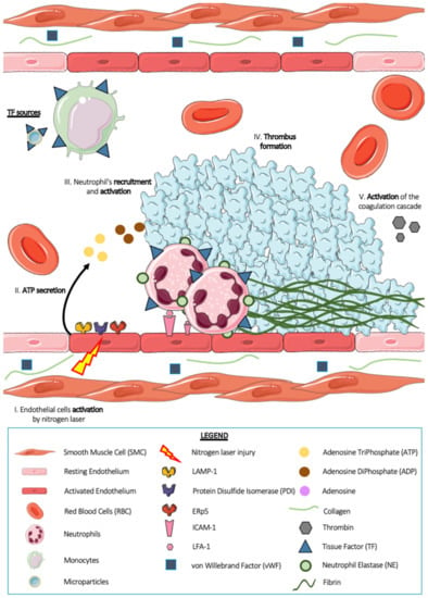 IJMS | Free Full-Text | Role of Neutrophils and NETs in Animal Models ...