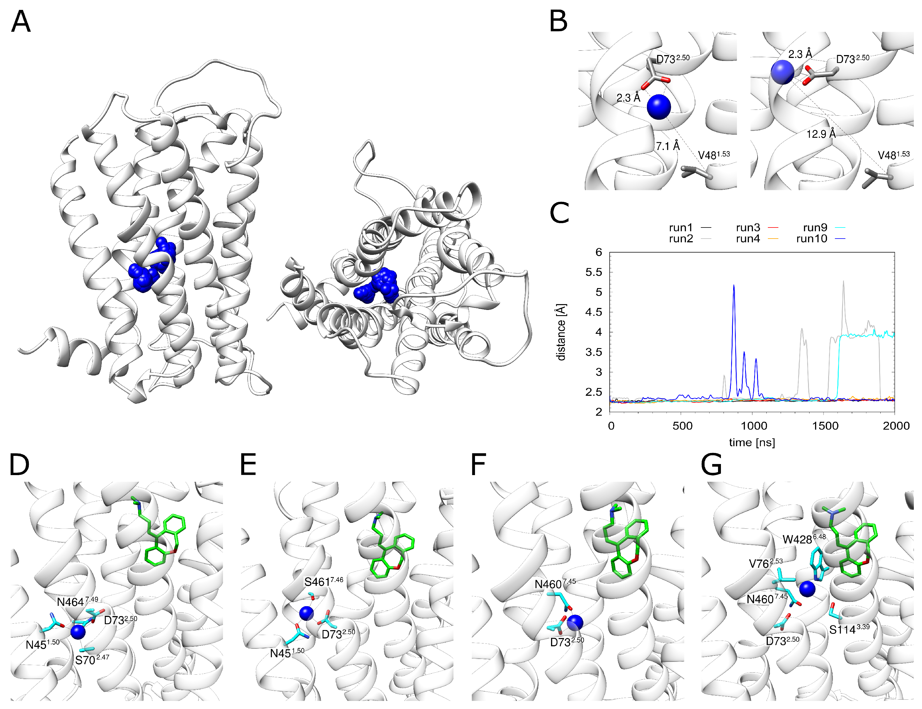 Ijms Free Full Text Effect Of Ions And Sequence Variants On The Antagonist Binding 5256
