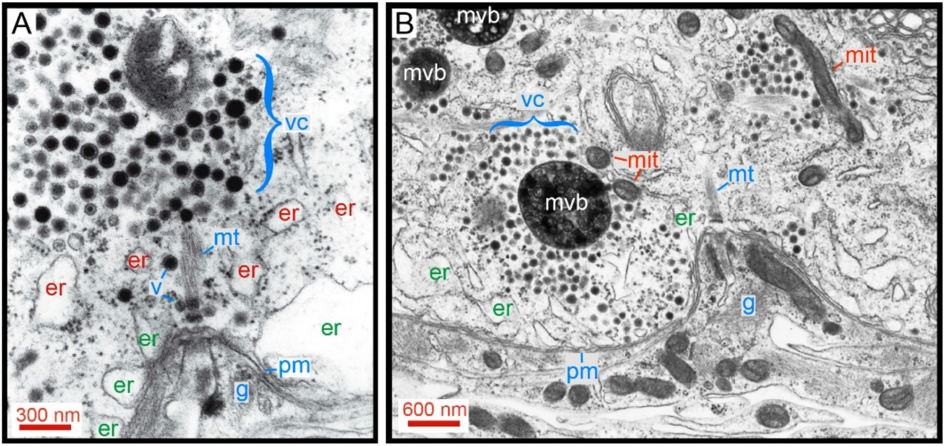Ijms 23 01495 g011 Ijms 23 01495 g011