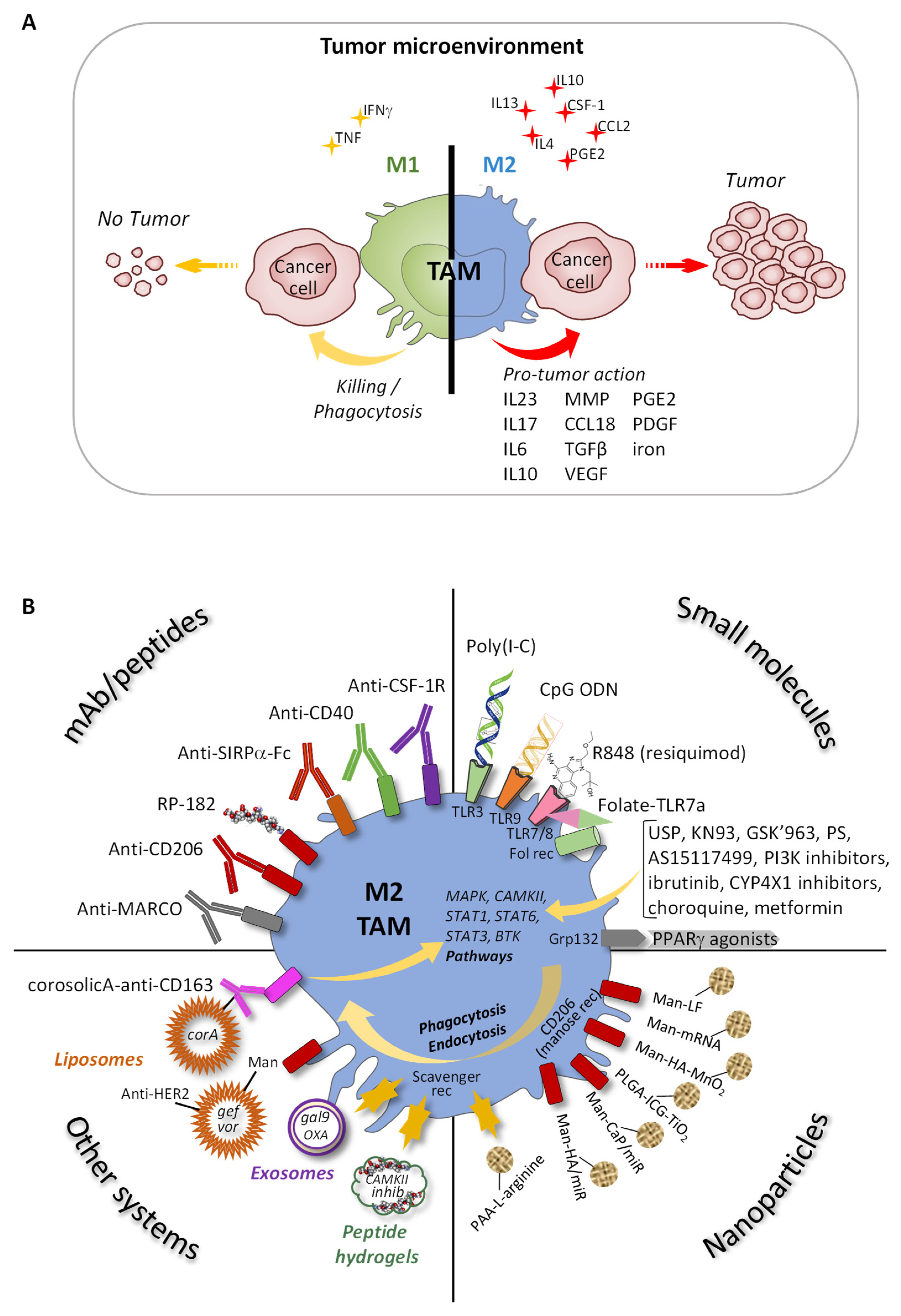 Ijms 23 01496 g005 Ijms 23 01496 g005