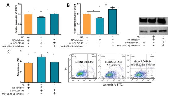 IJMS | Free Full-Text | circSLC41A1 Resists Porcine Granulosa Cell 